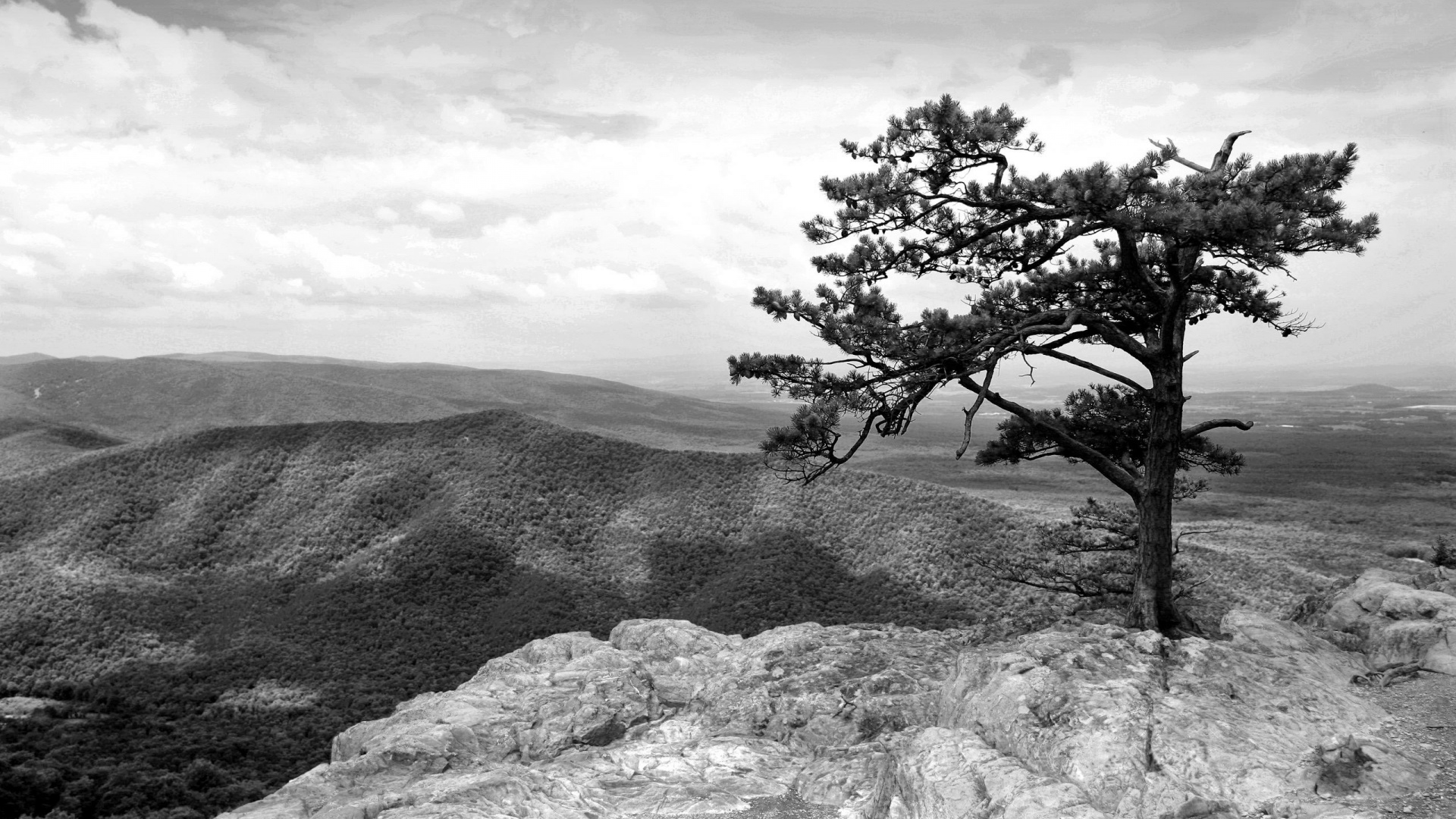 Горное дерево в черно-белых тонах обои