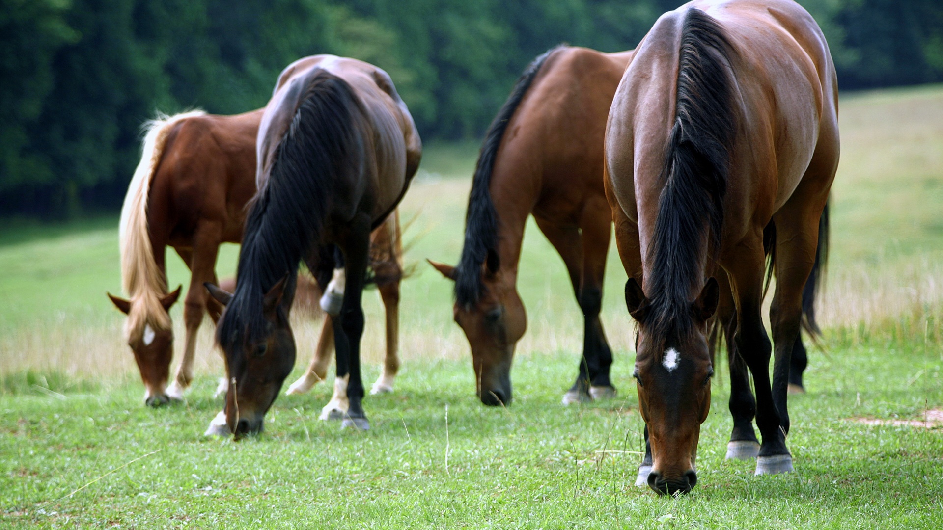 Время пощипать травку обои