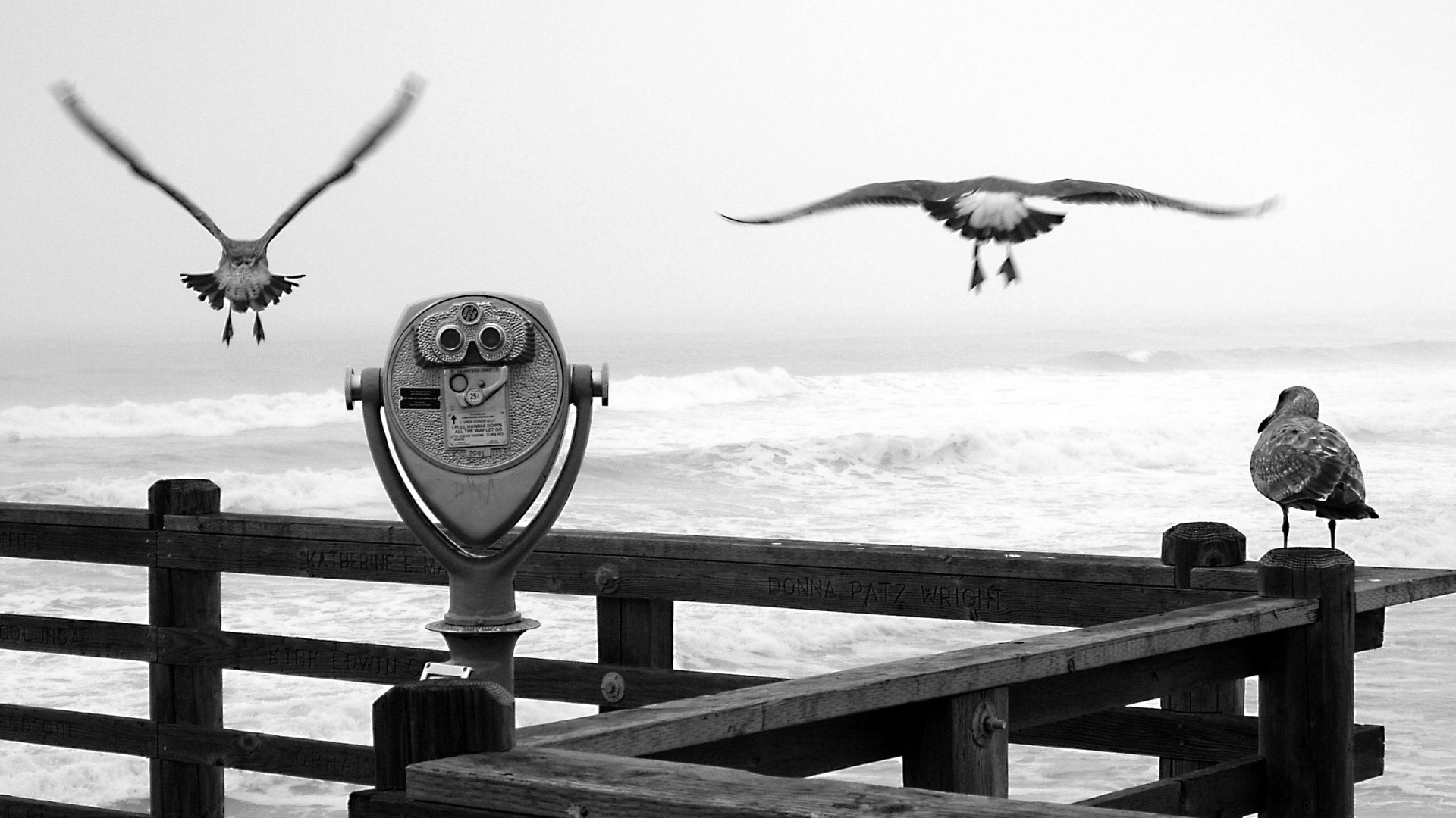 Чайки на перилах пирса обои
