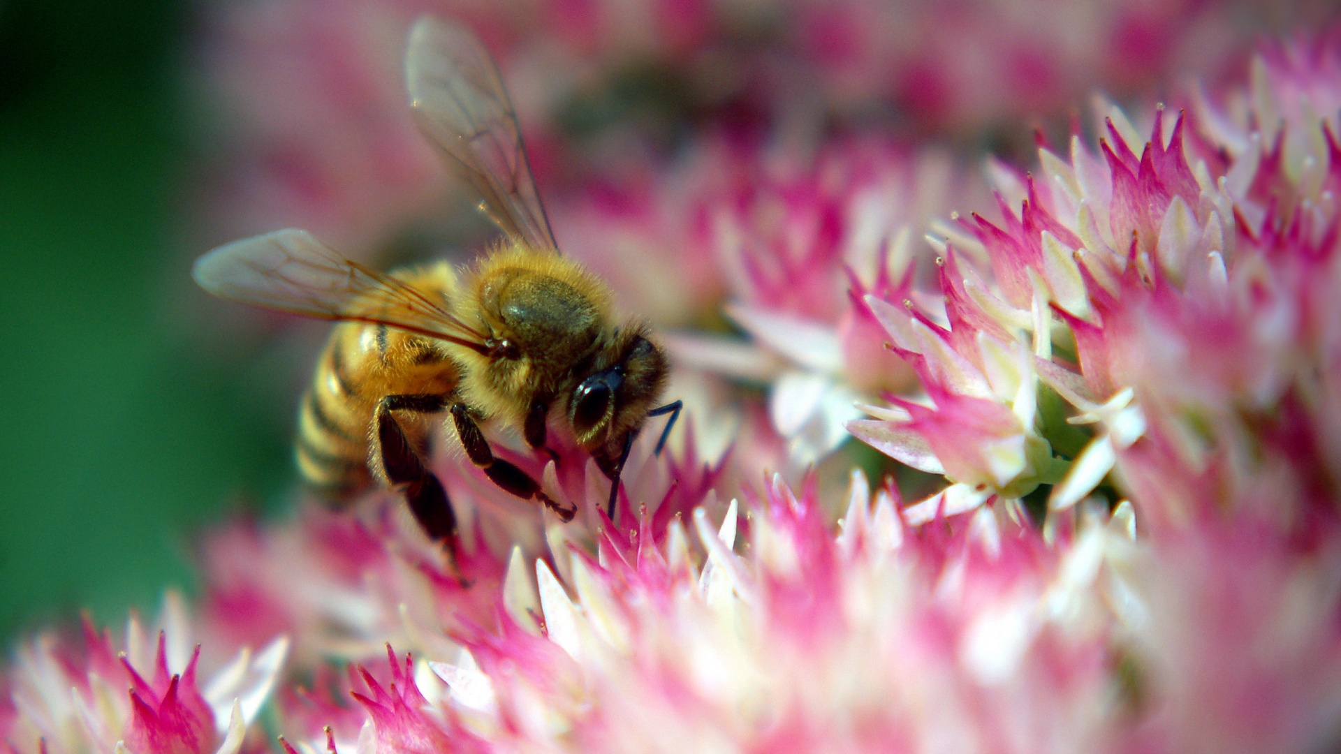 Пчела собирает пыльцу обои