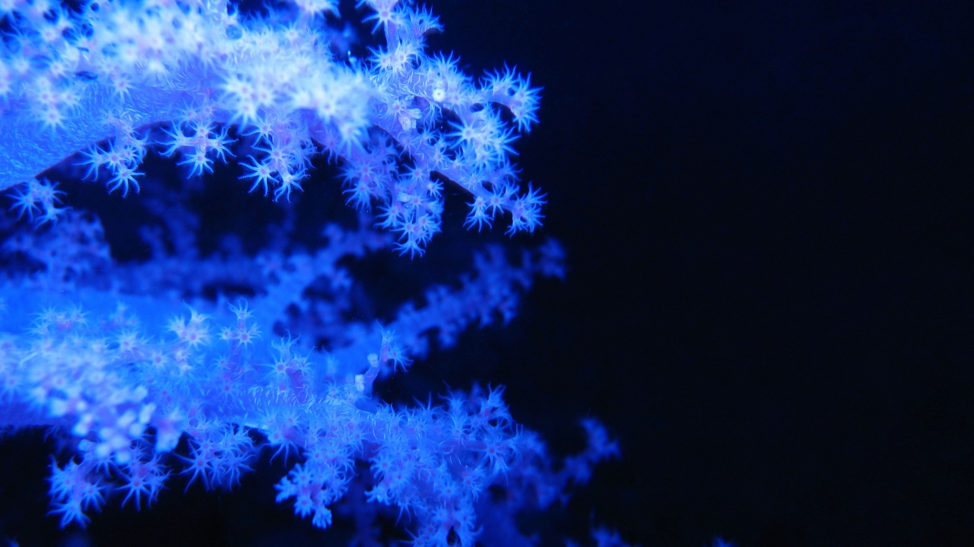 Кораллы обои