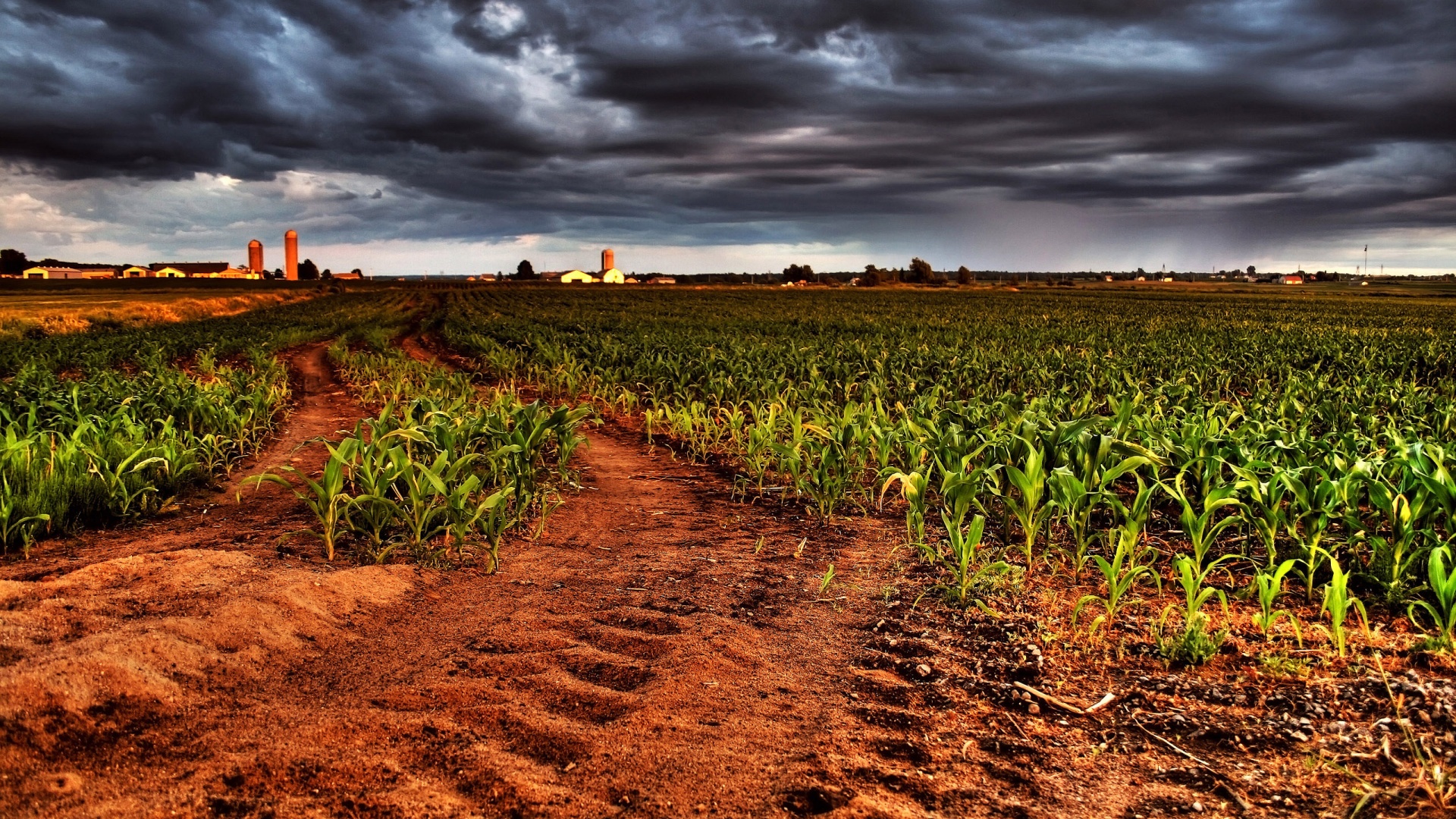 Кукурузное поле у фермы обои