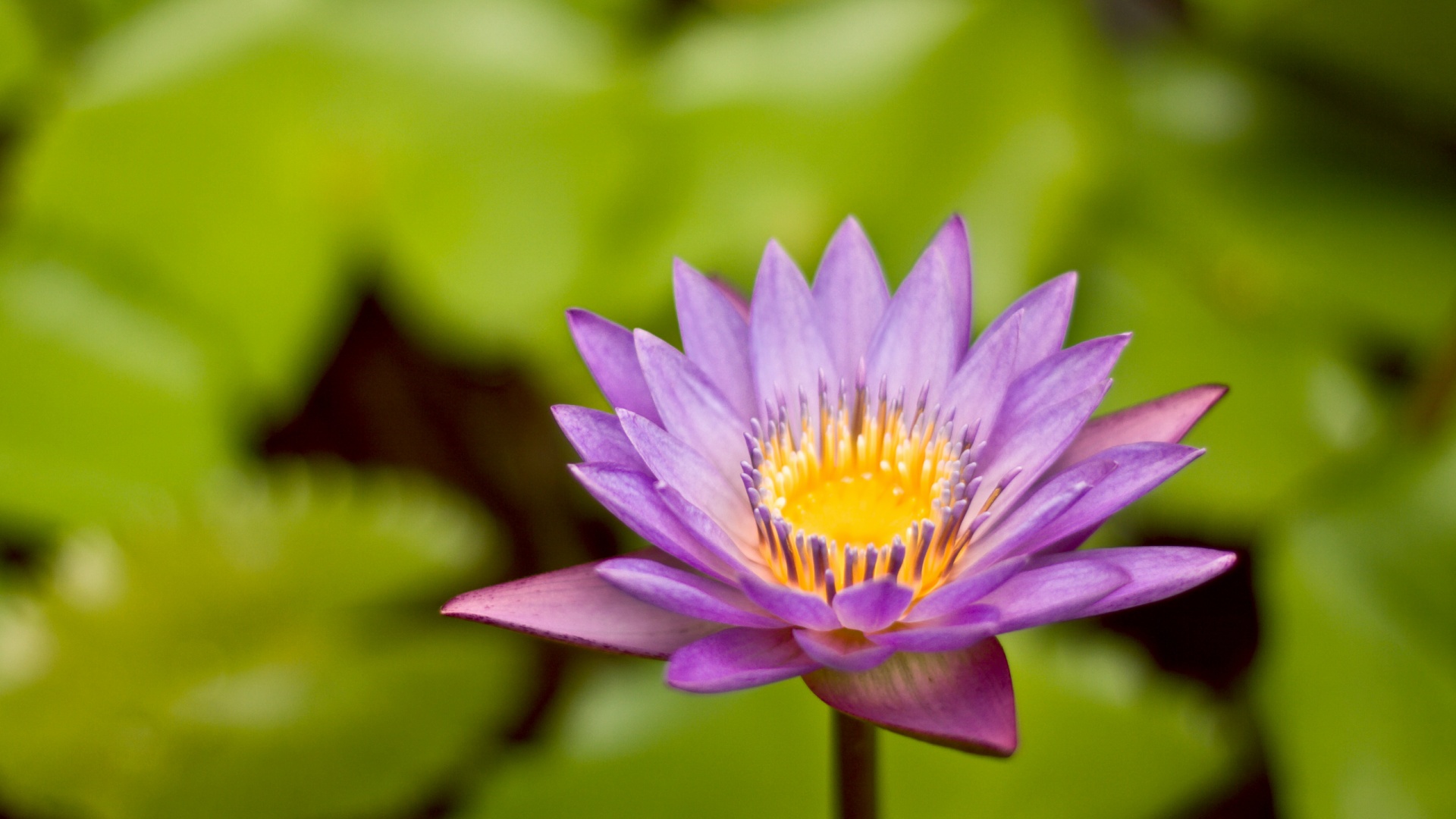 Фиолетовый цветок обои