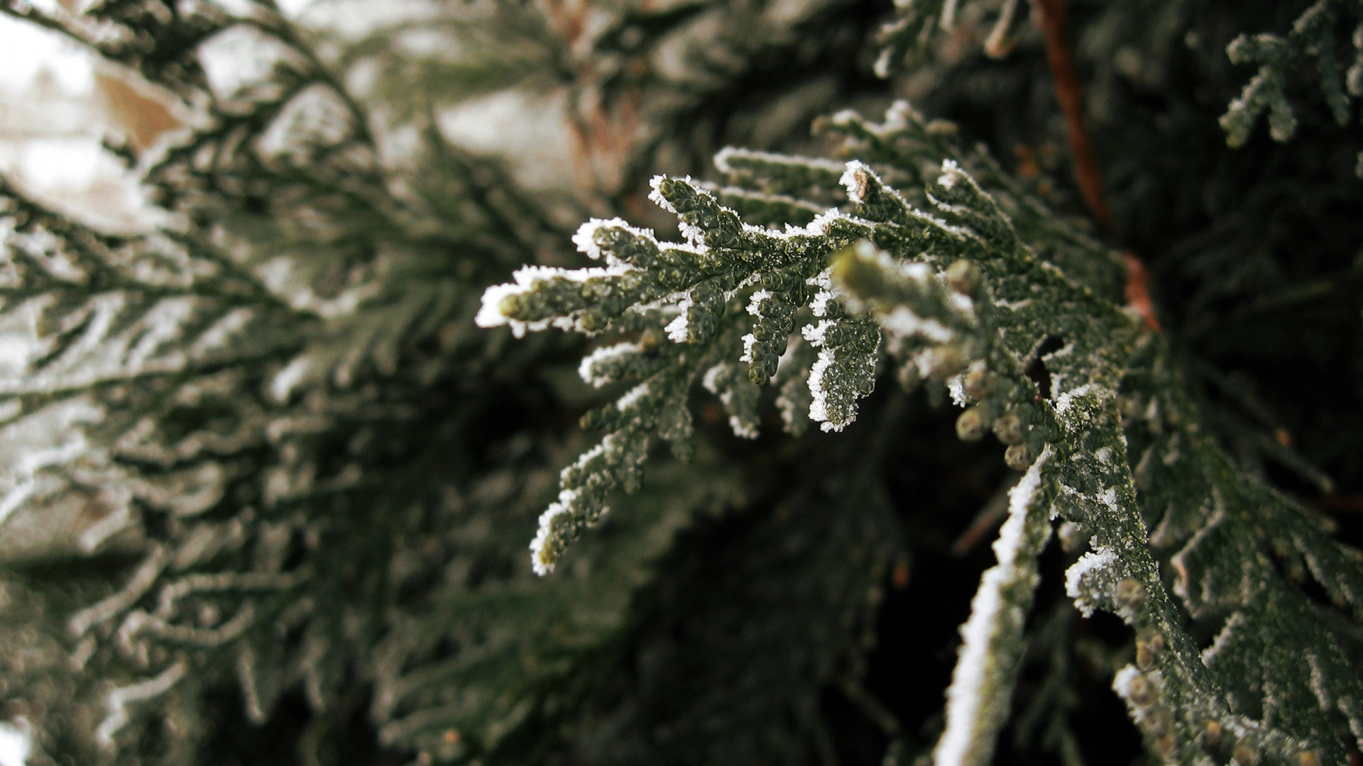 Еловая лапа обои