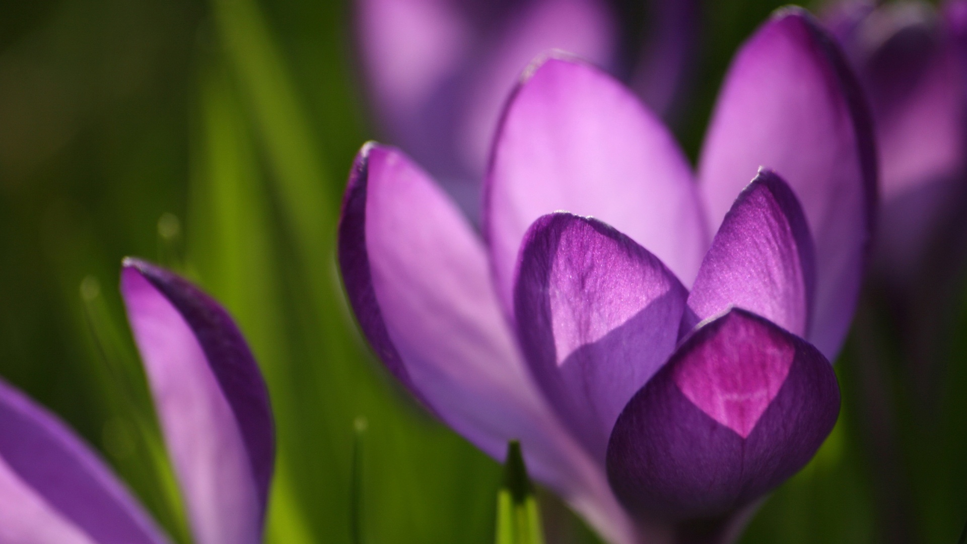 Фиолетовый крокус обои