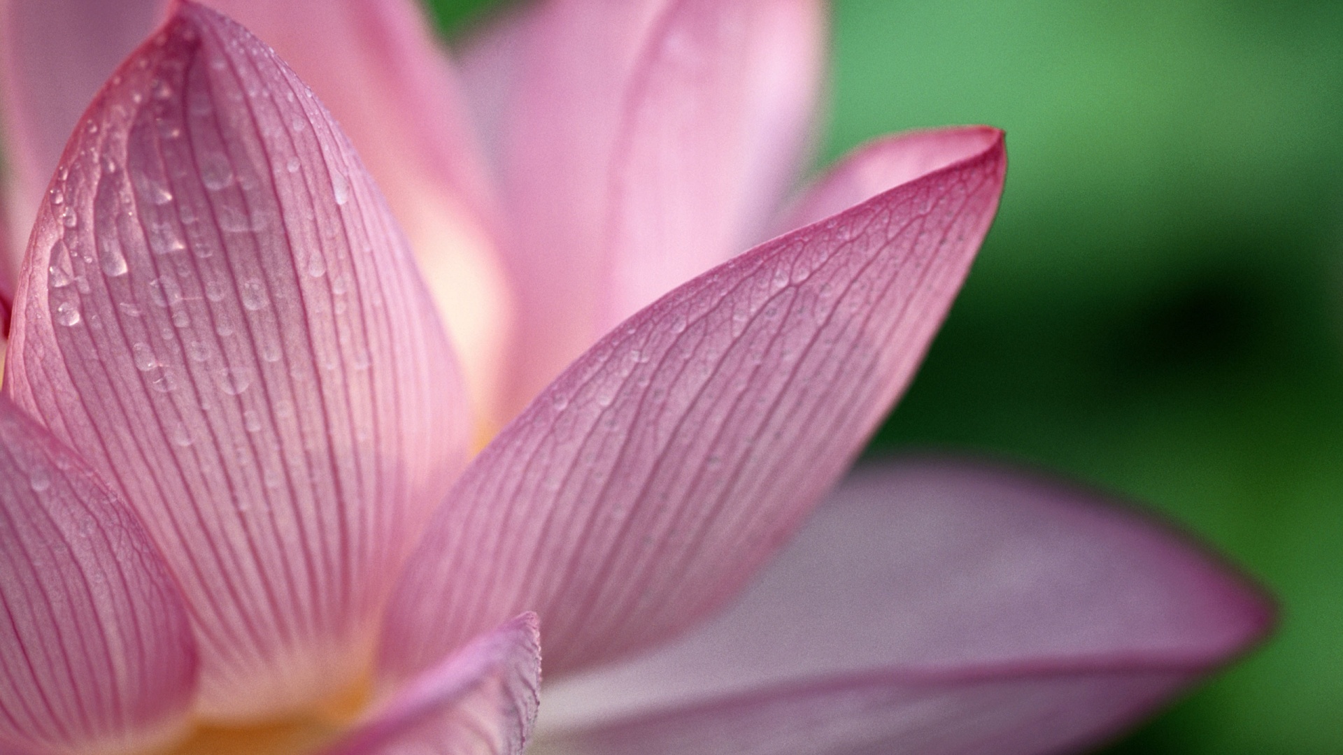 Лепестки цветов обои