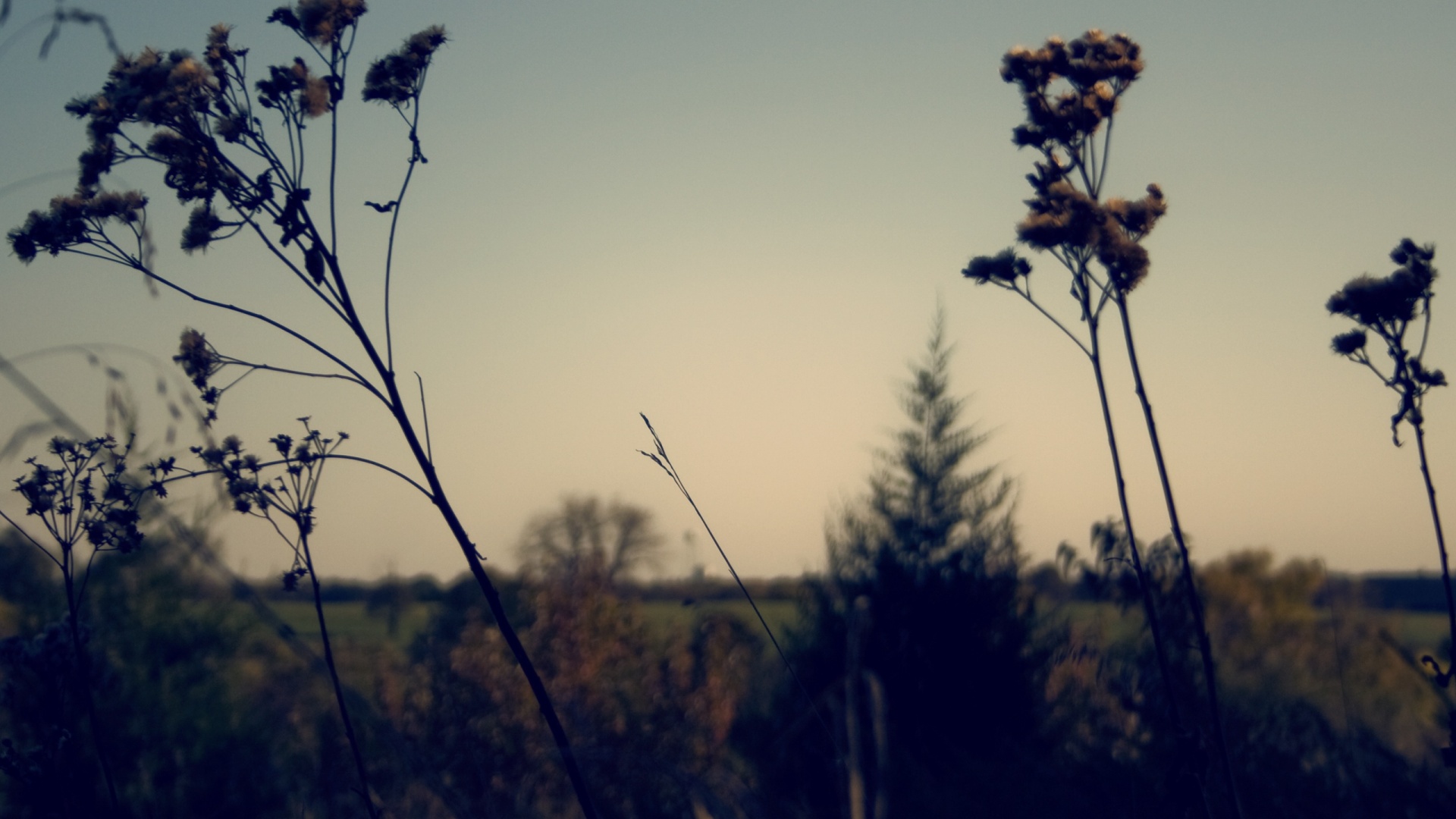 Вечерний луг обои