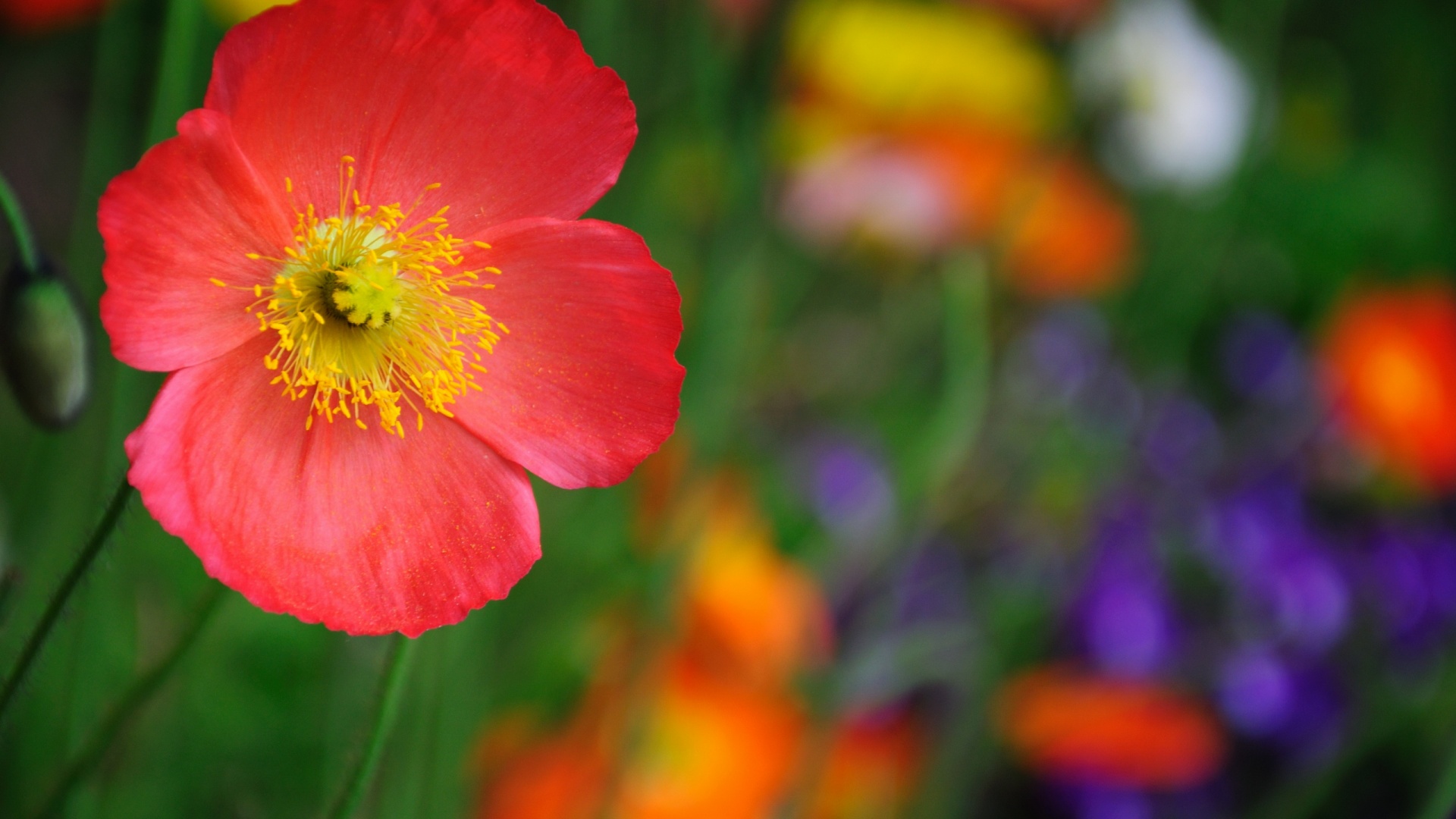 Красивый красный цветок обои