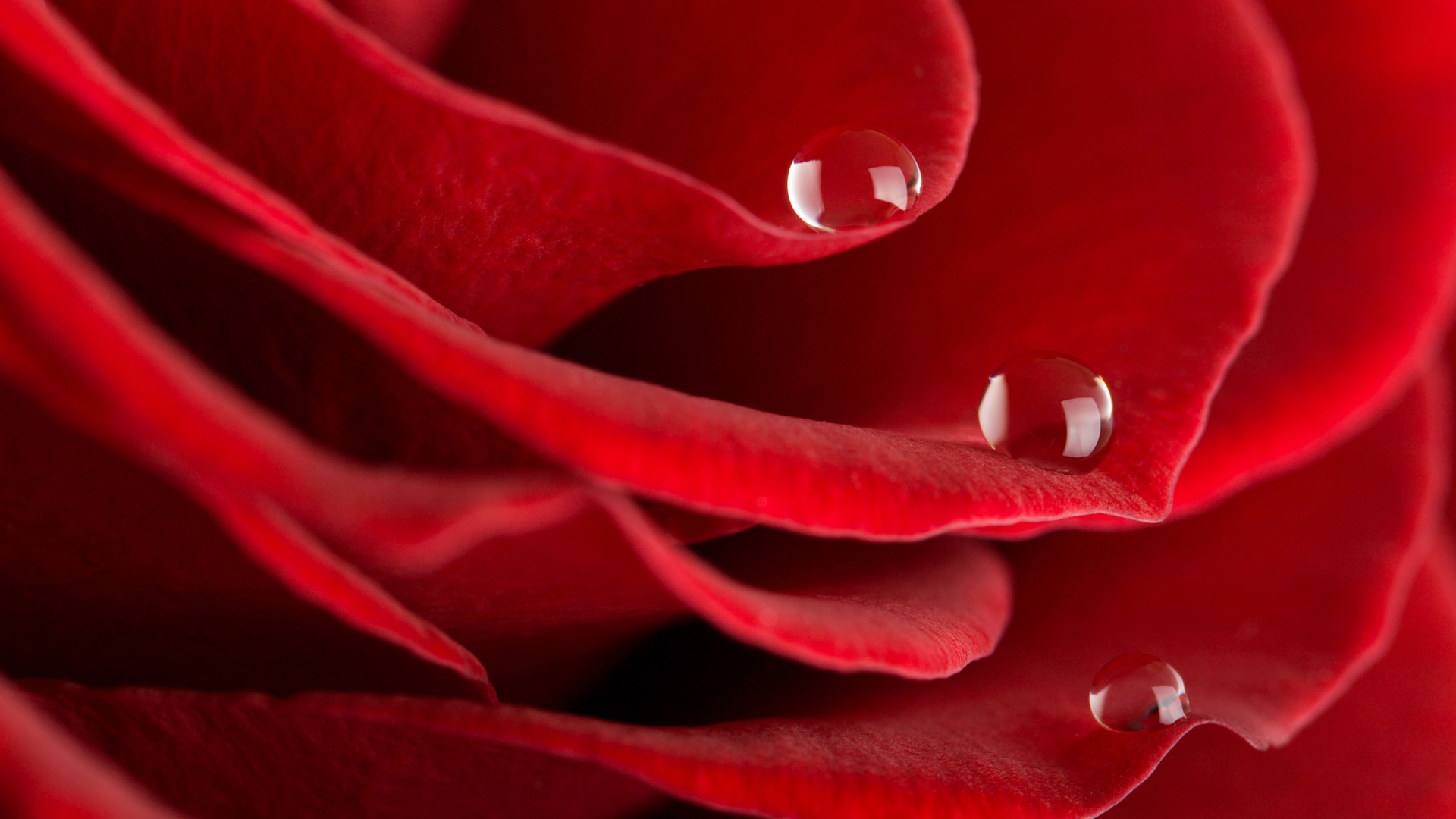 Капли росы на лепестках розы обои