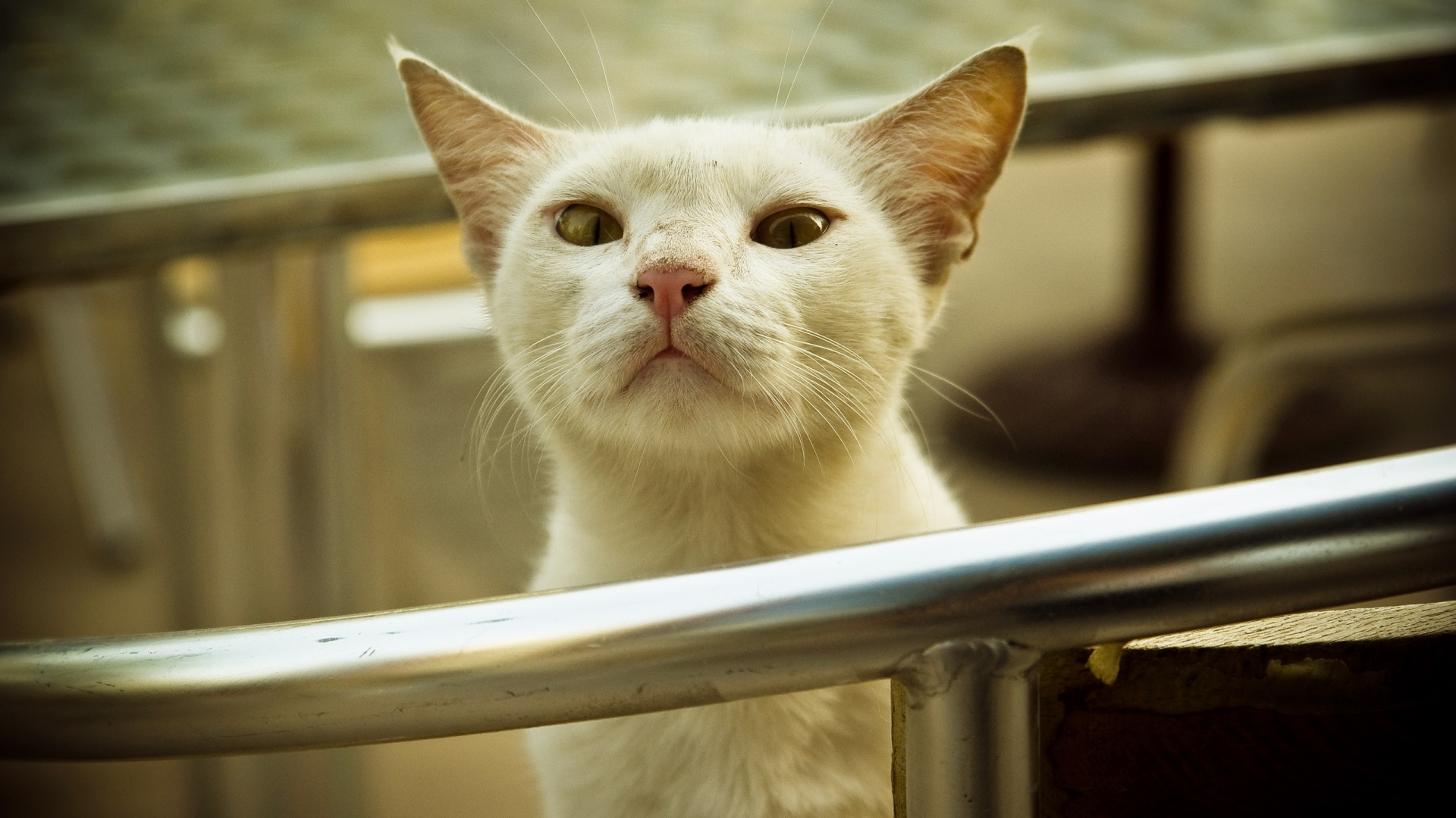 Настороженно принюхивающийся кот обои