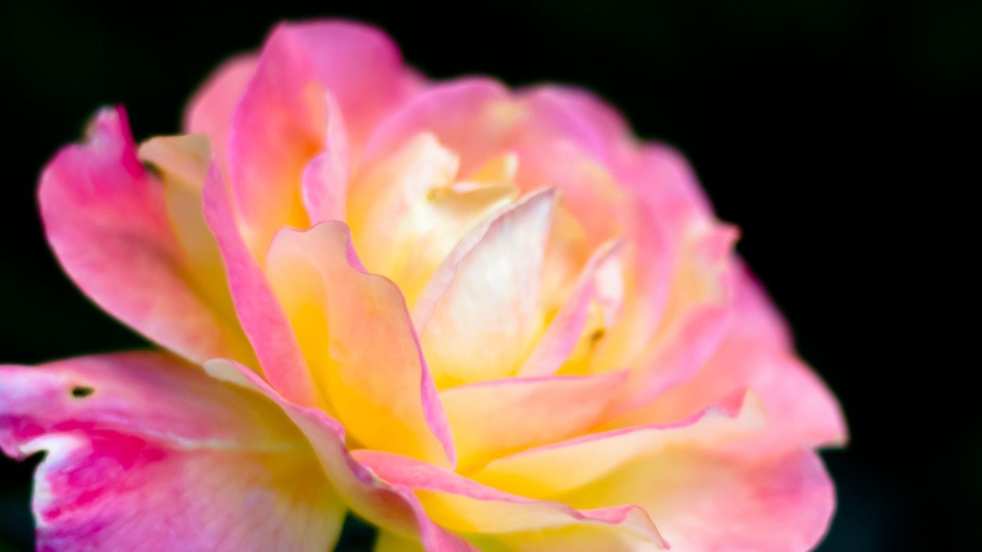 Картинка с нежным розовым цветком обои