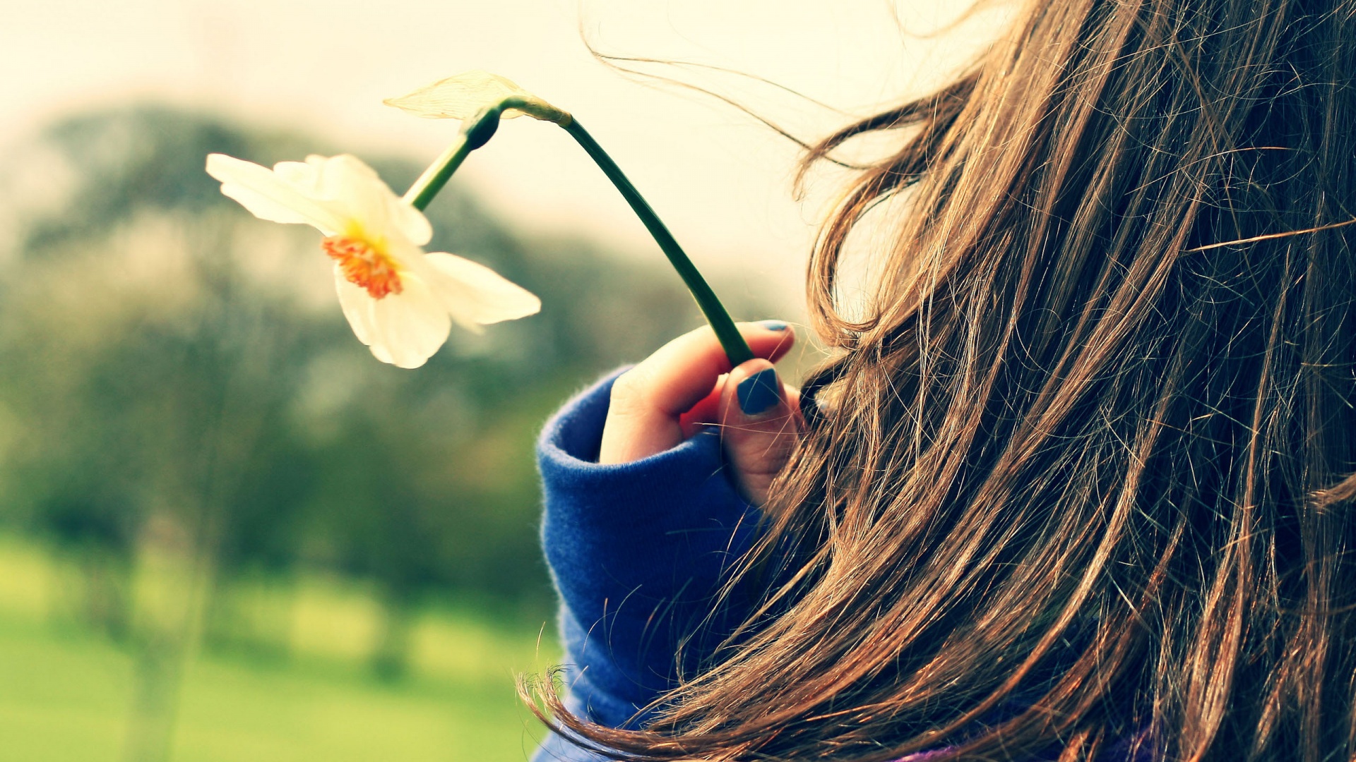 Девушка с нарциссом в руке обои