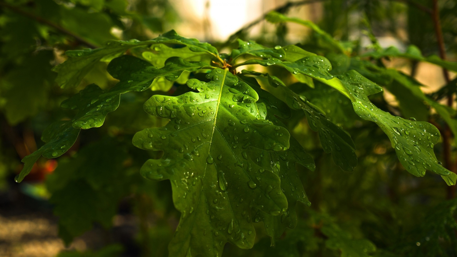 Сочные листья дуба обои