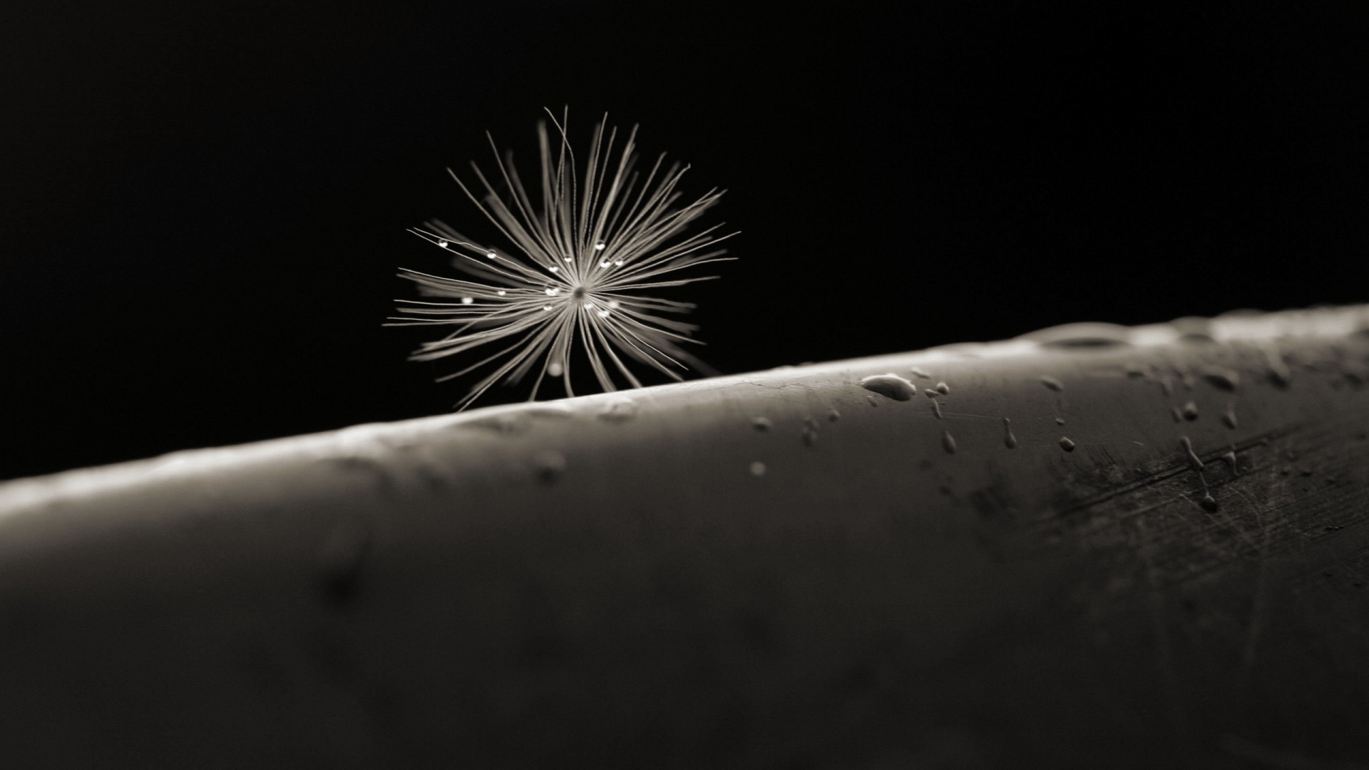 Прилипшая пушинка обои