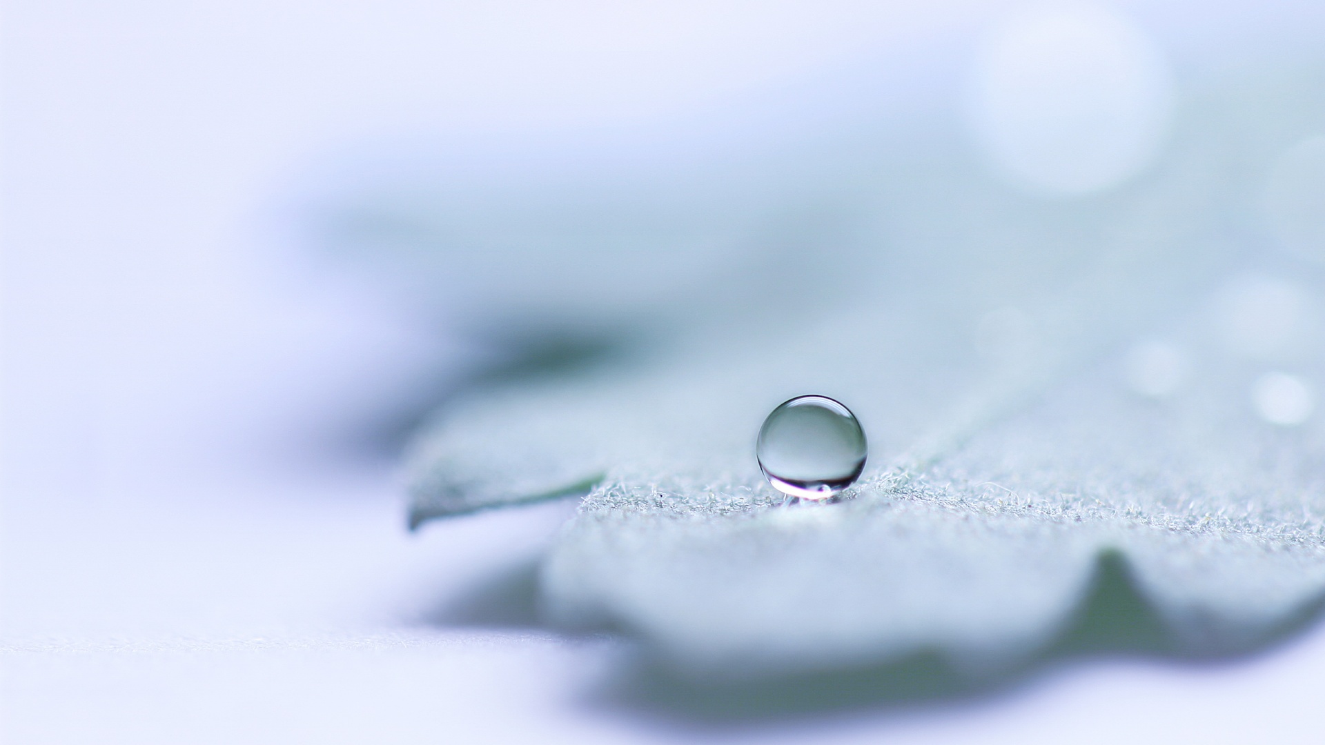 Капля на замёрзжем листе обои