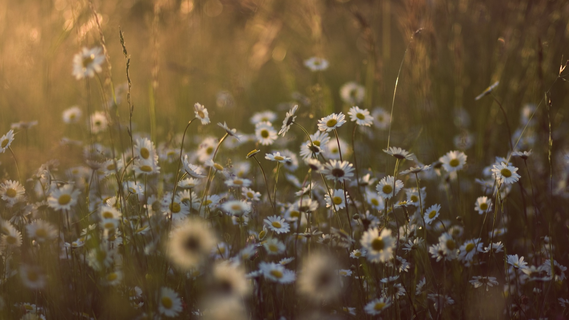 Поле ромашек обои
