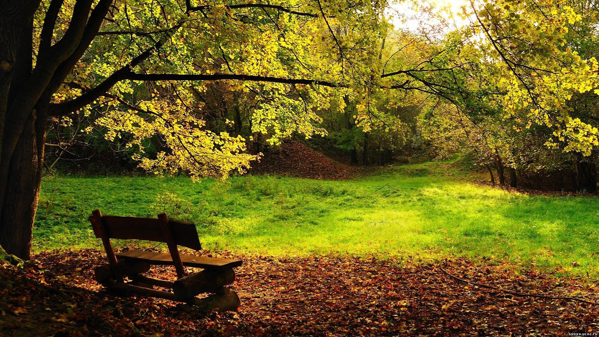 Скамейка под деревом обои