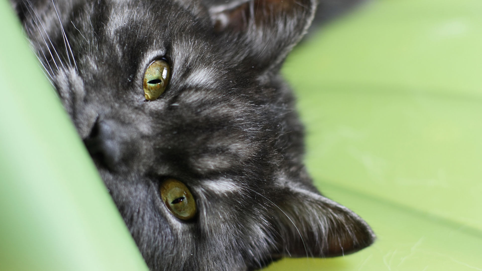 Глаза и уши обои