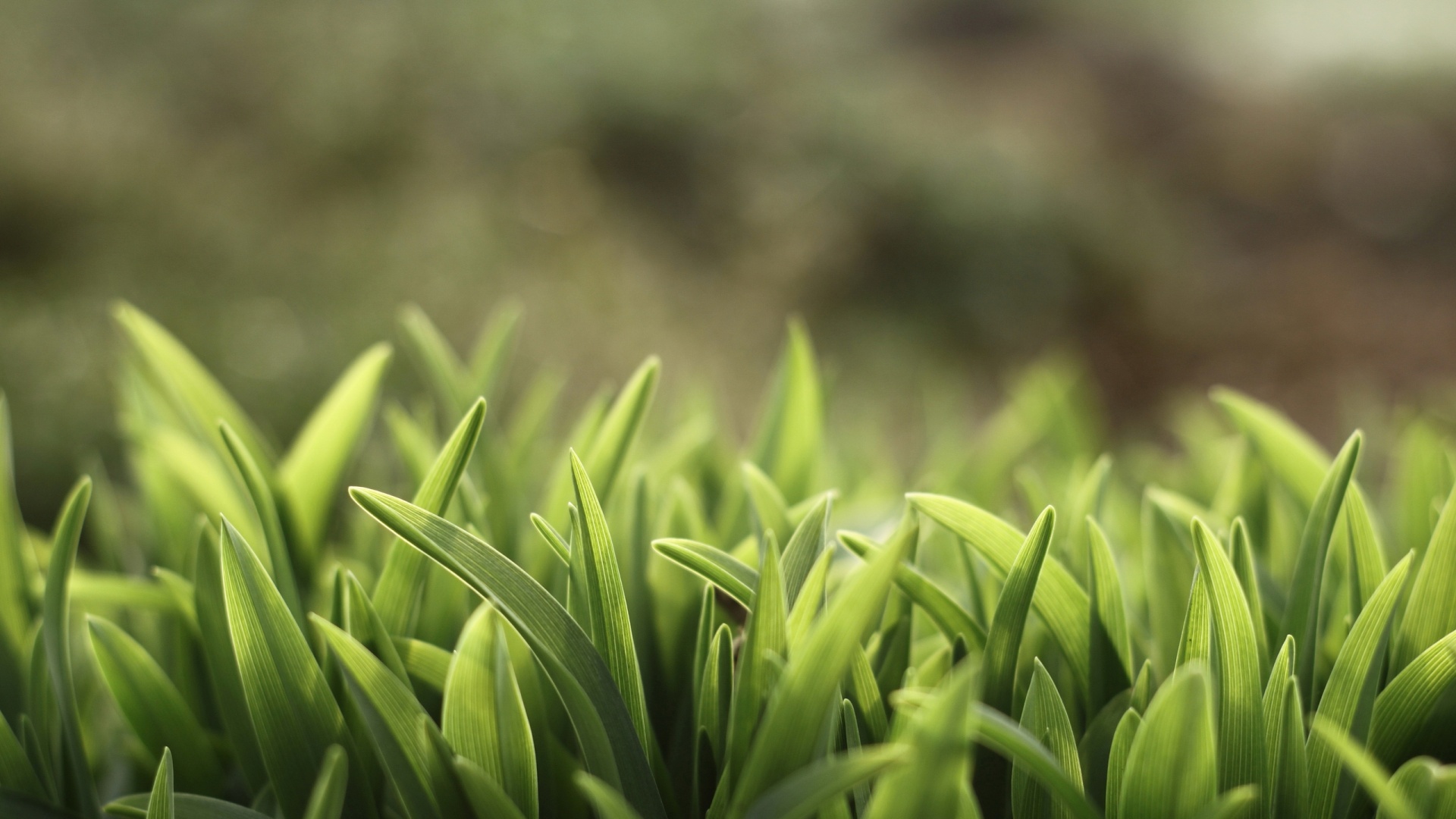 Сочная нежная трава обои