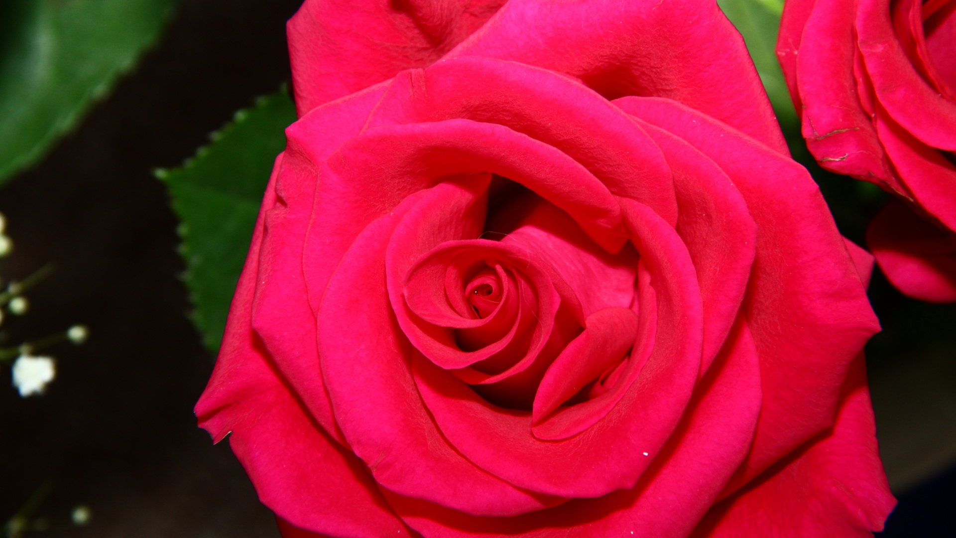 Бутон розы обои