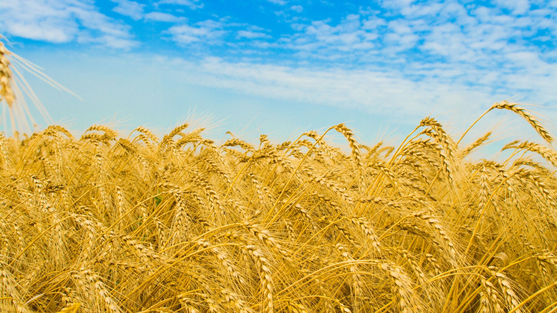 Колосья в поле обои