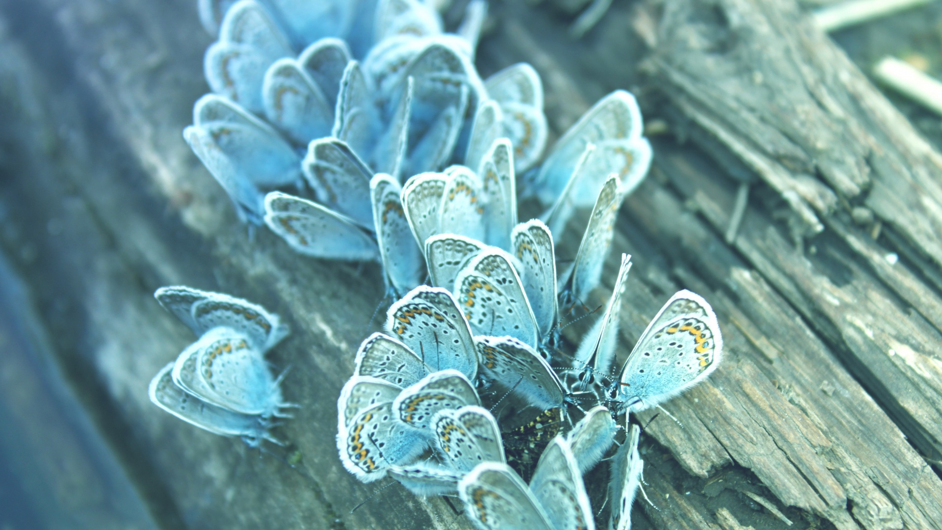 Голубые бабочки обои
