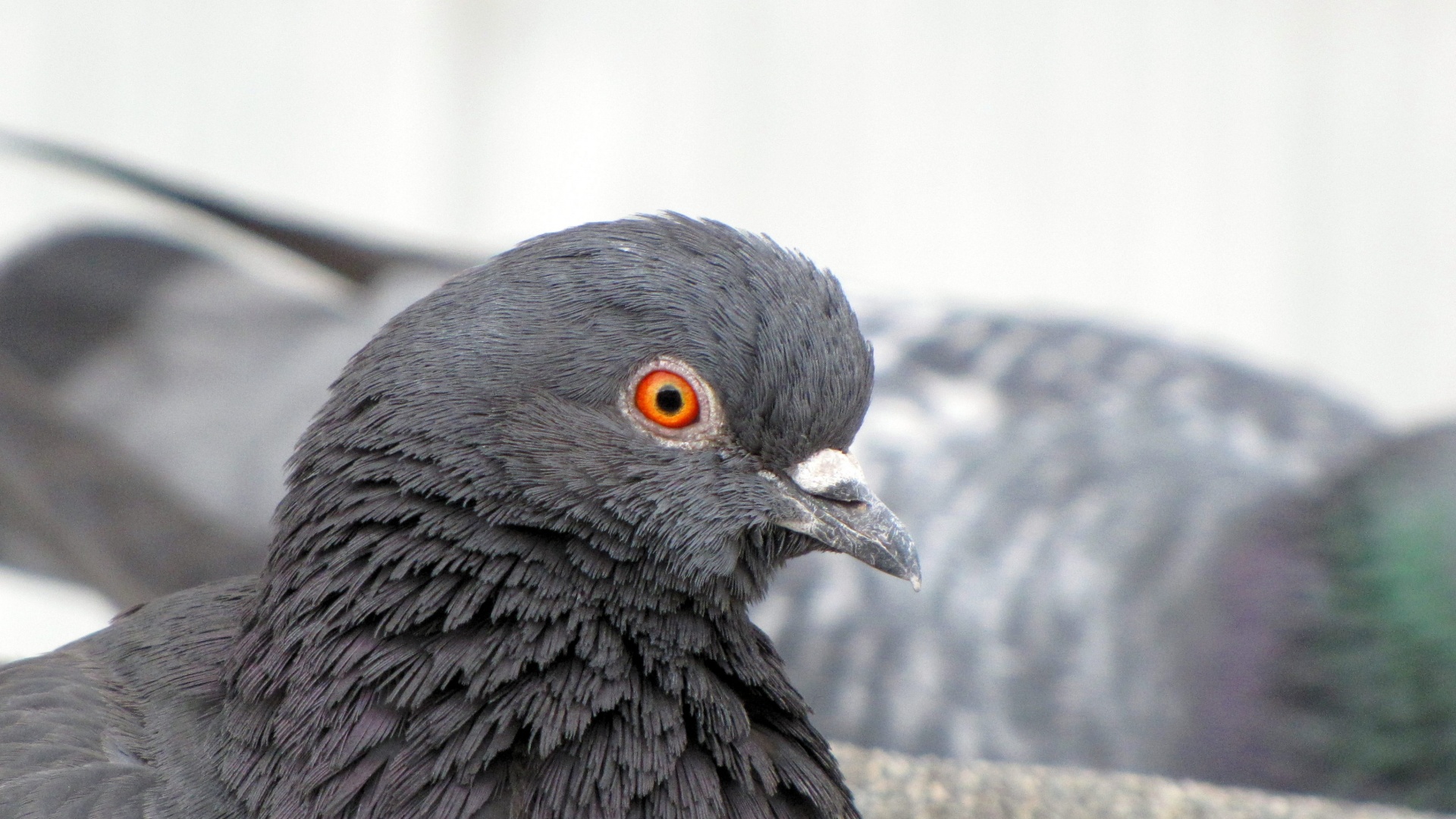 Смотрит в самую душу обои