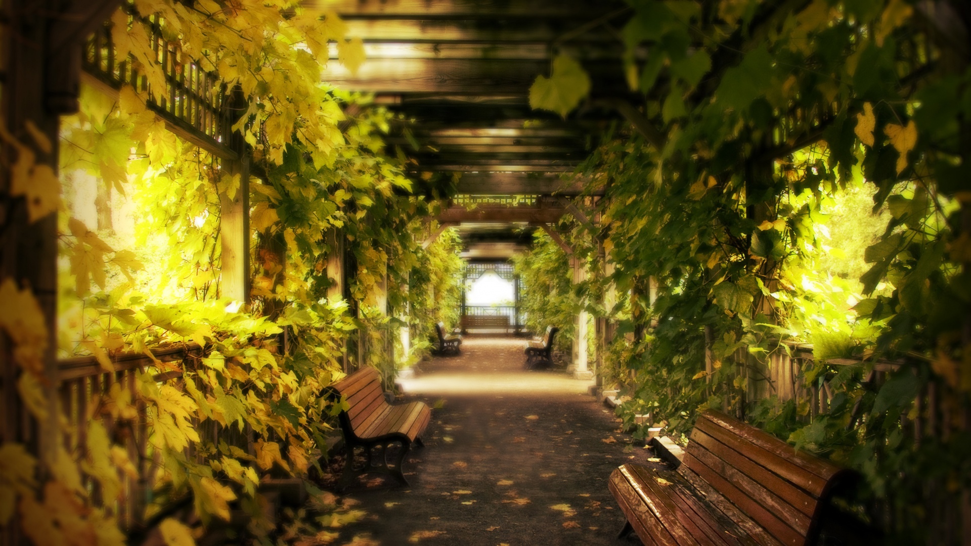 Узкая аллейка обои