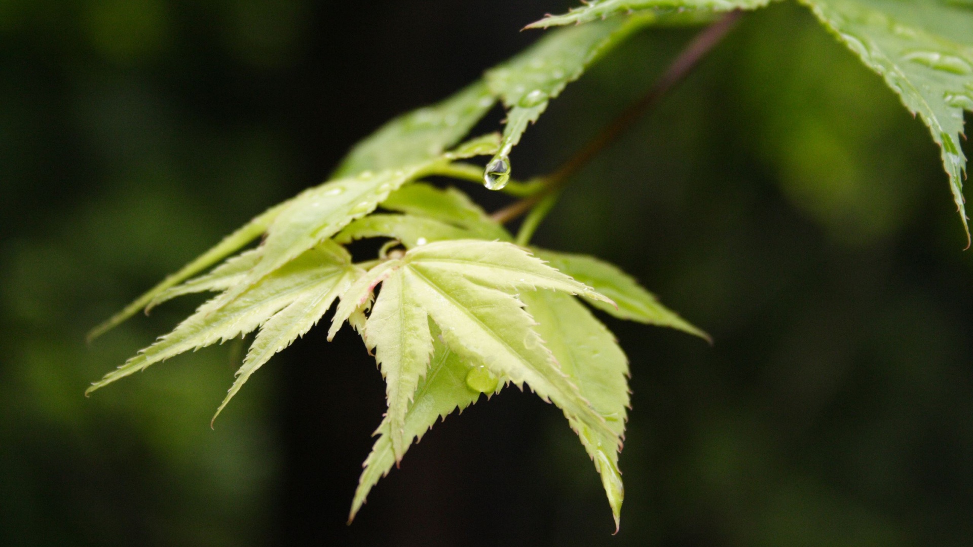 Капля на листе обои