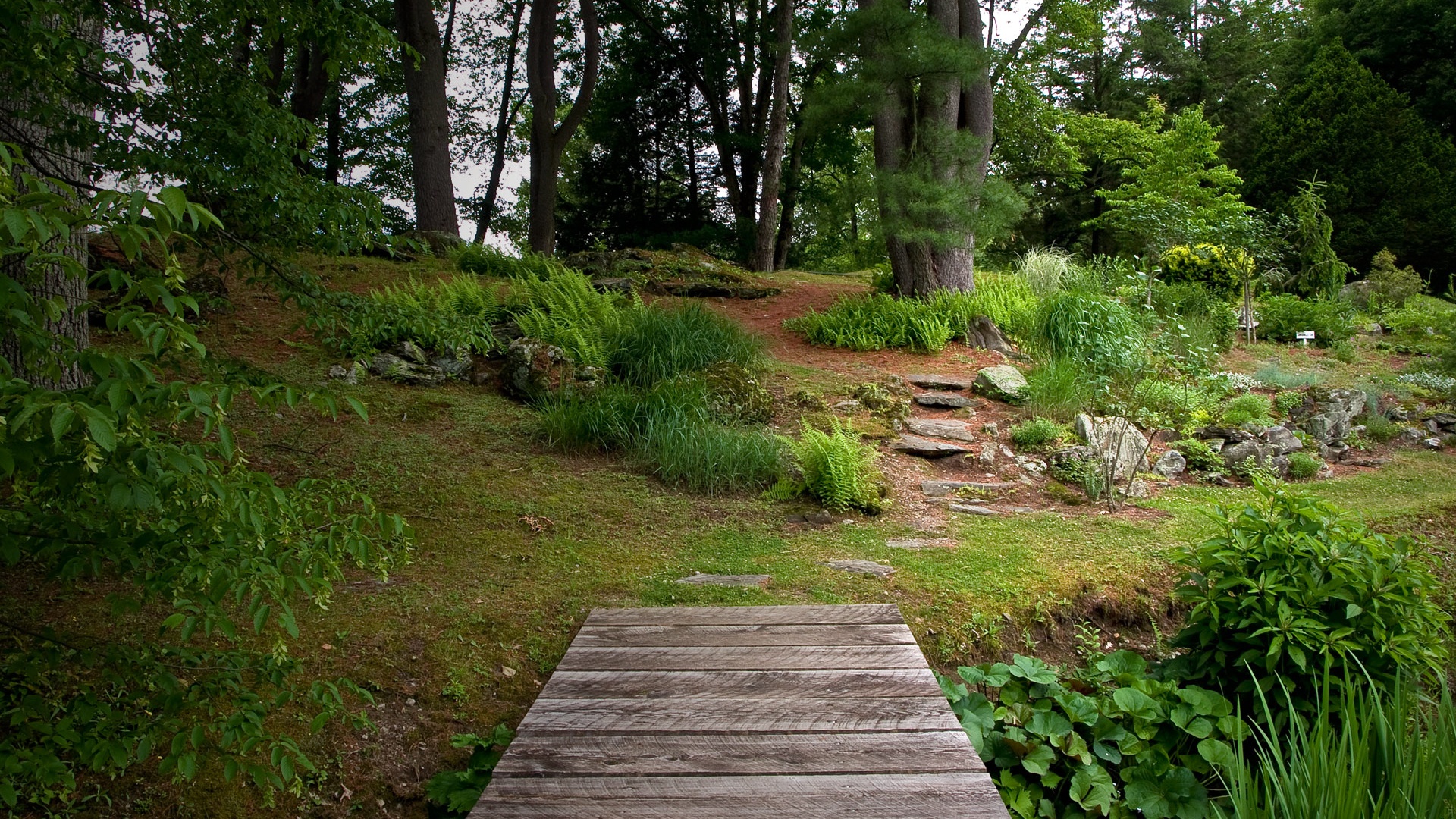 Лесные тропы обои