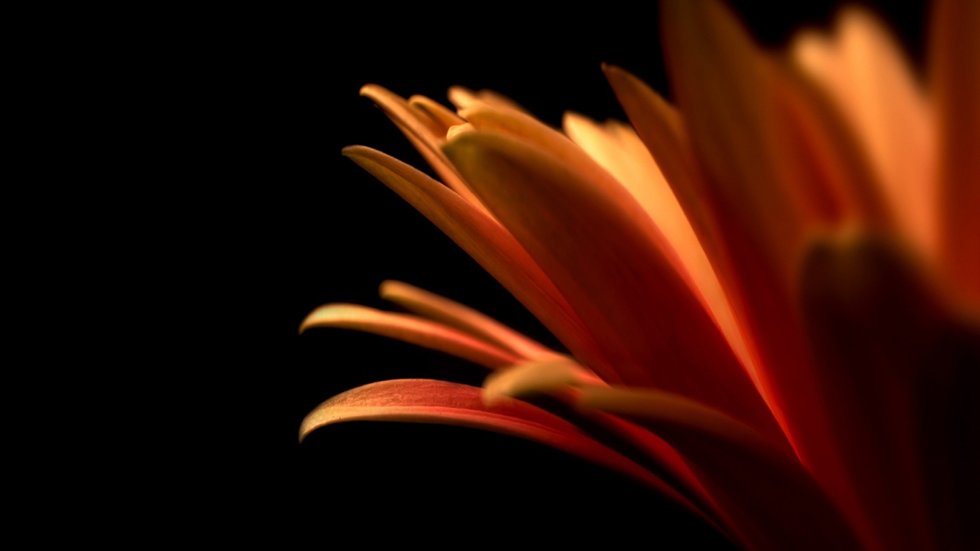 Гербера обои