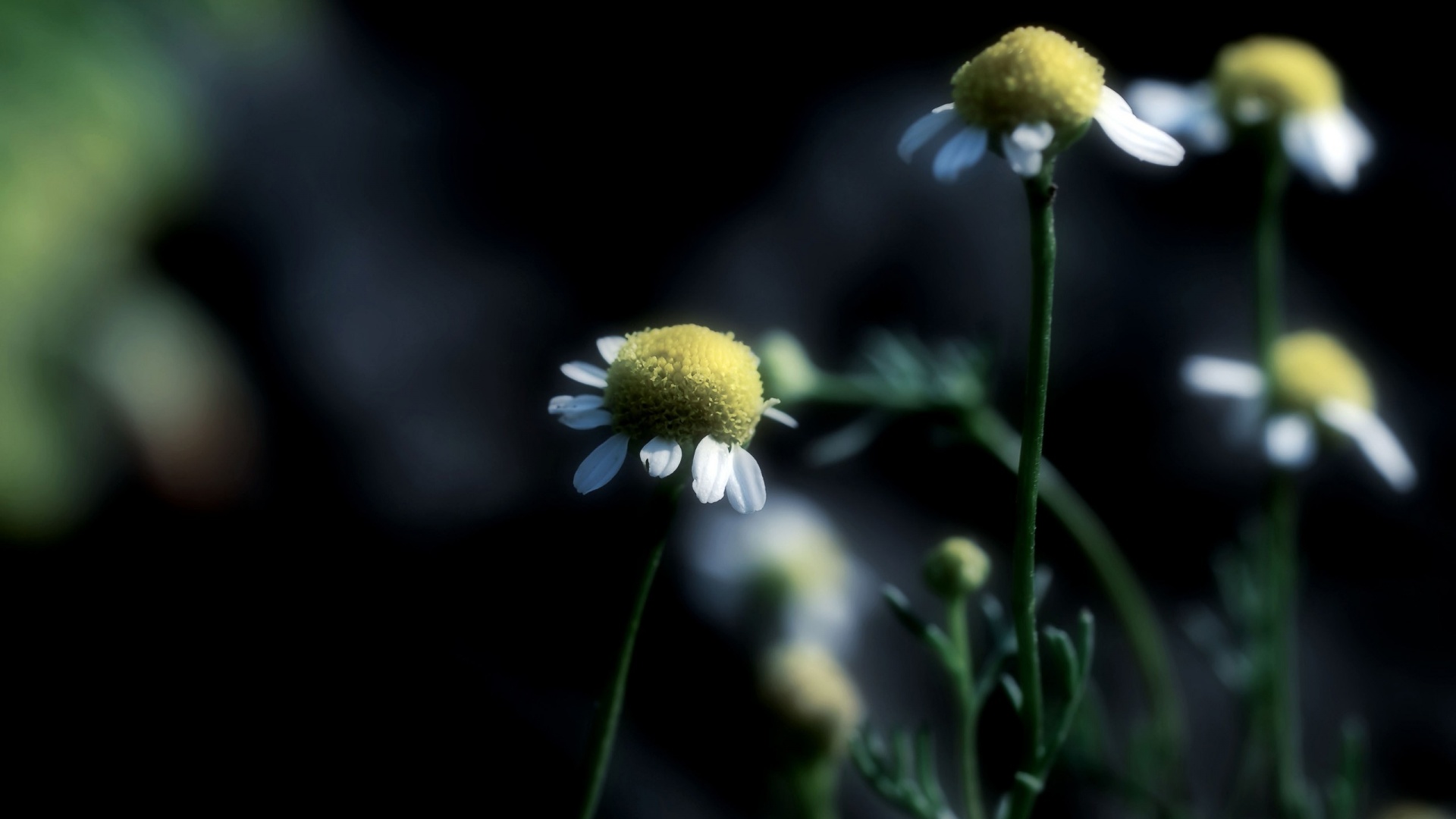 Стремный лепестун обои