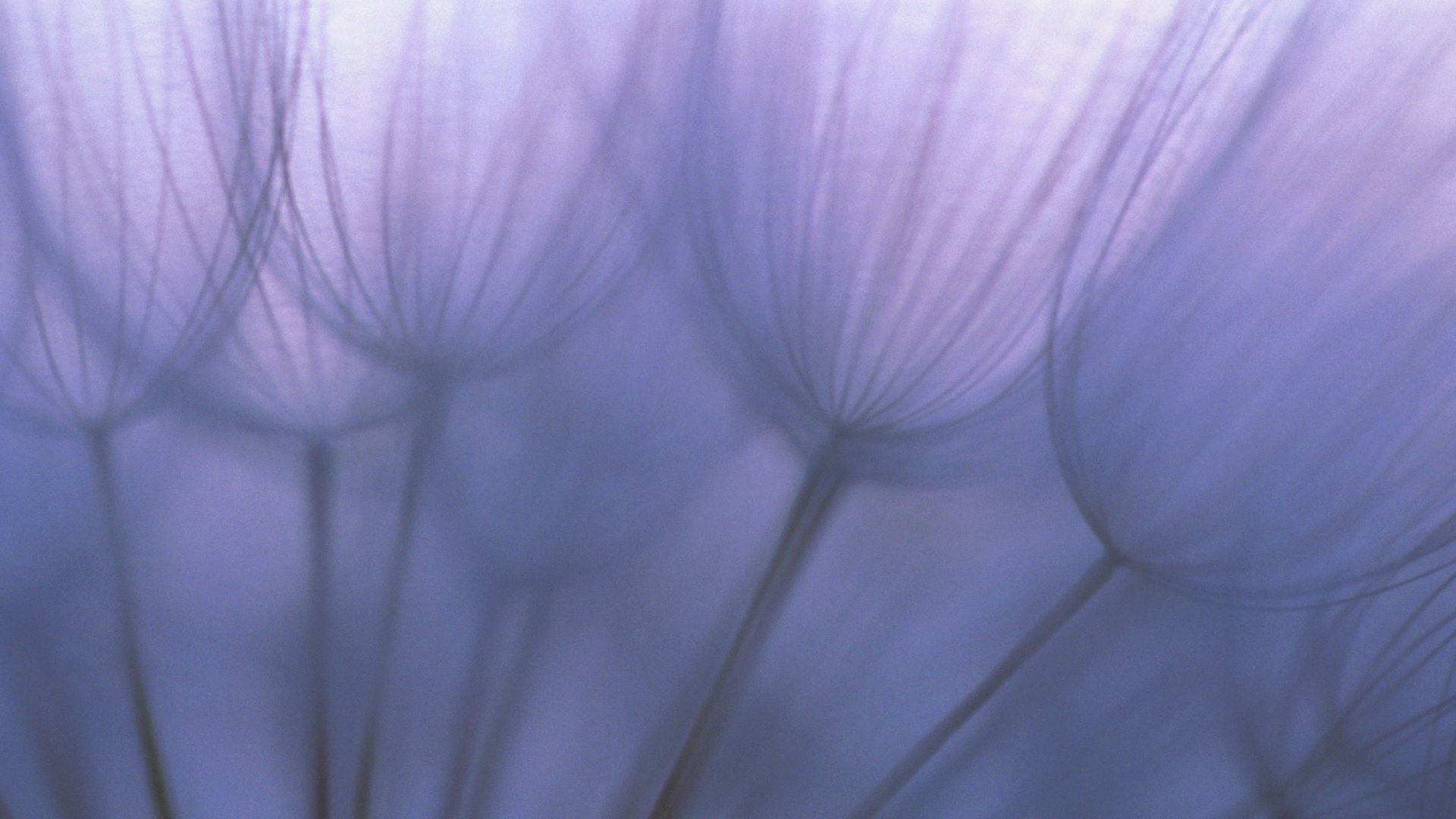 Рисунок одуванчика обои