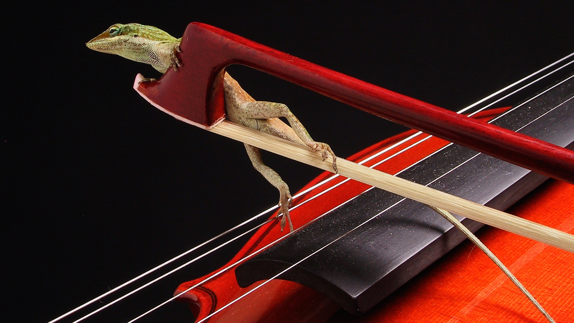Ящерка на виолончели обои