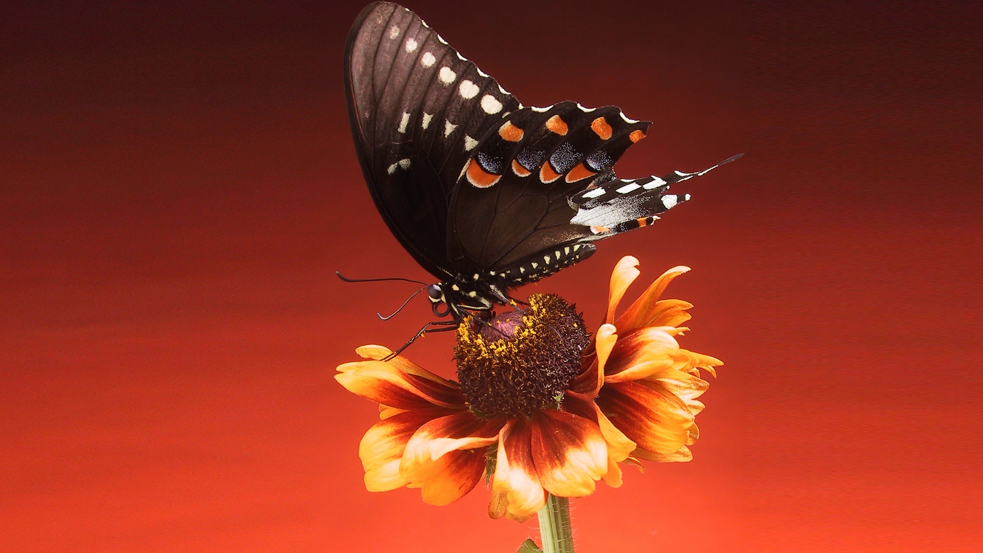 Бабочка на цветке обои