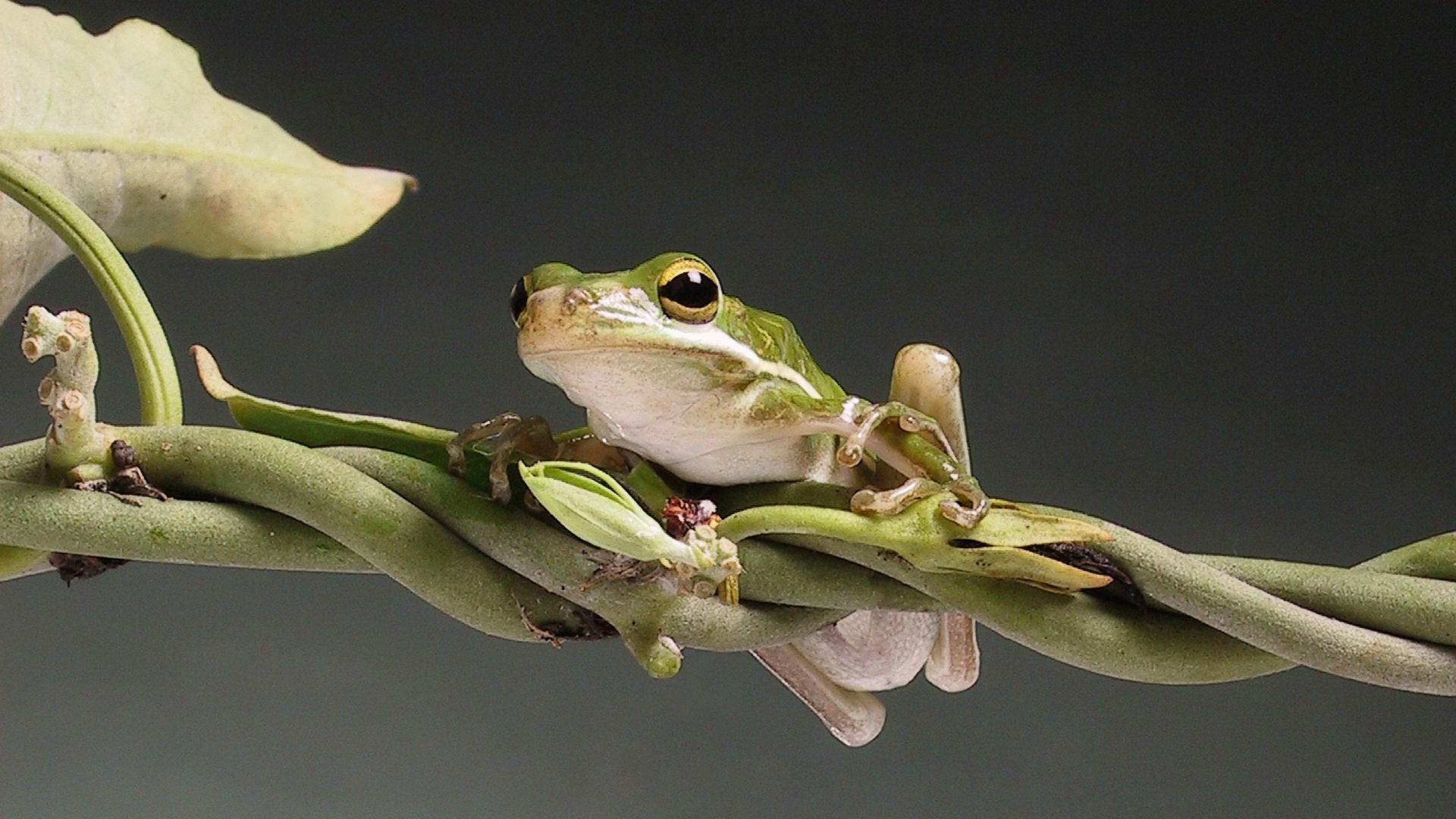 Лупоглазая лягушка на лиане обои