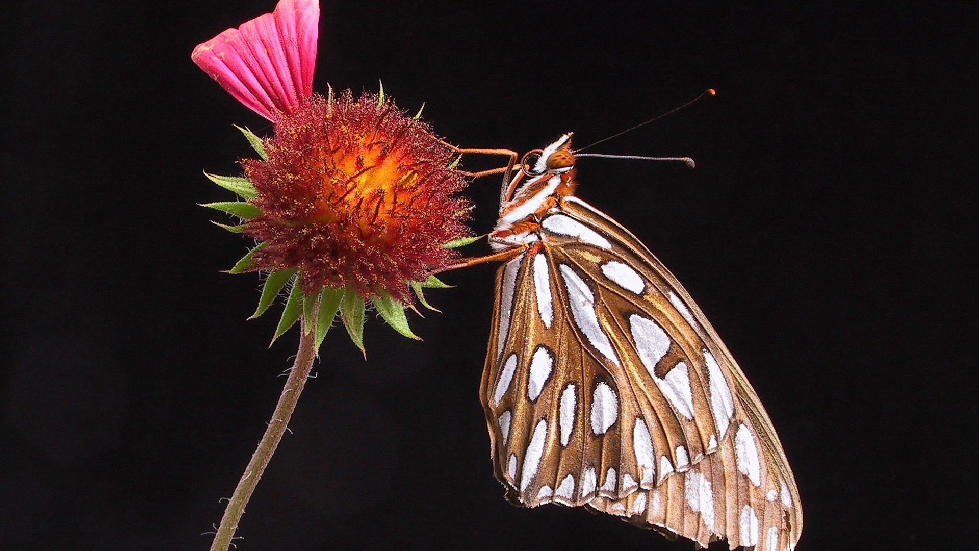 Бабочка на цветке обои