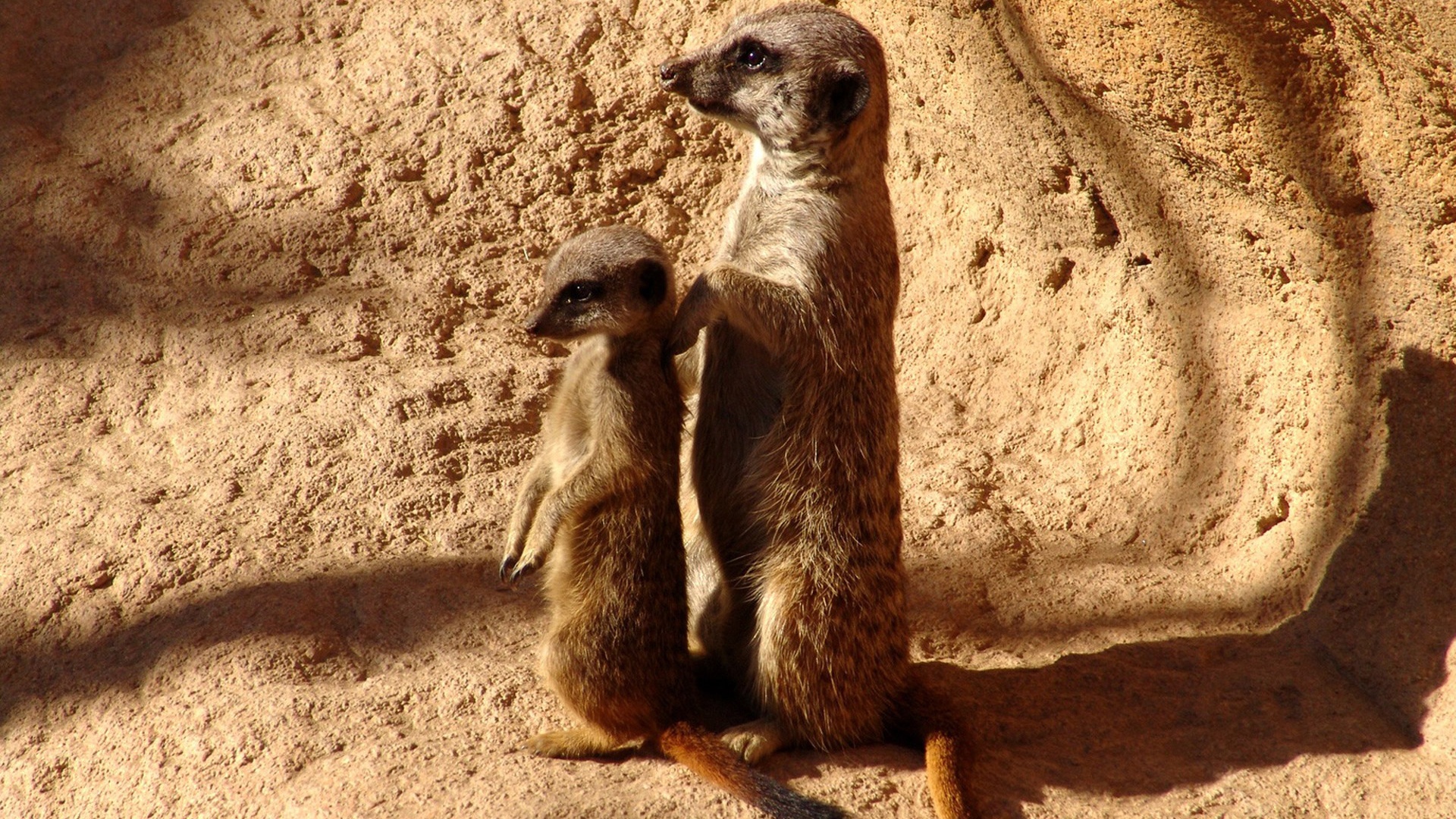 Сурикаты на страже отчизны обои