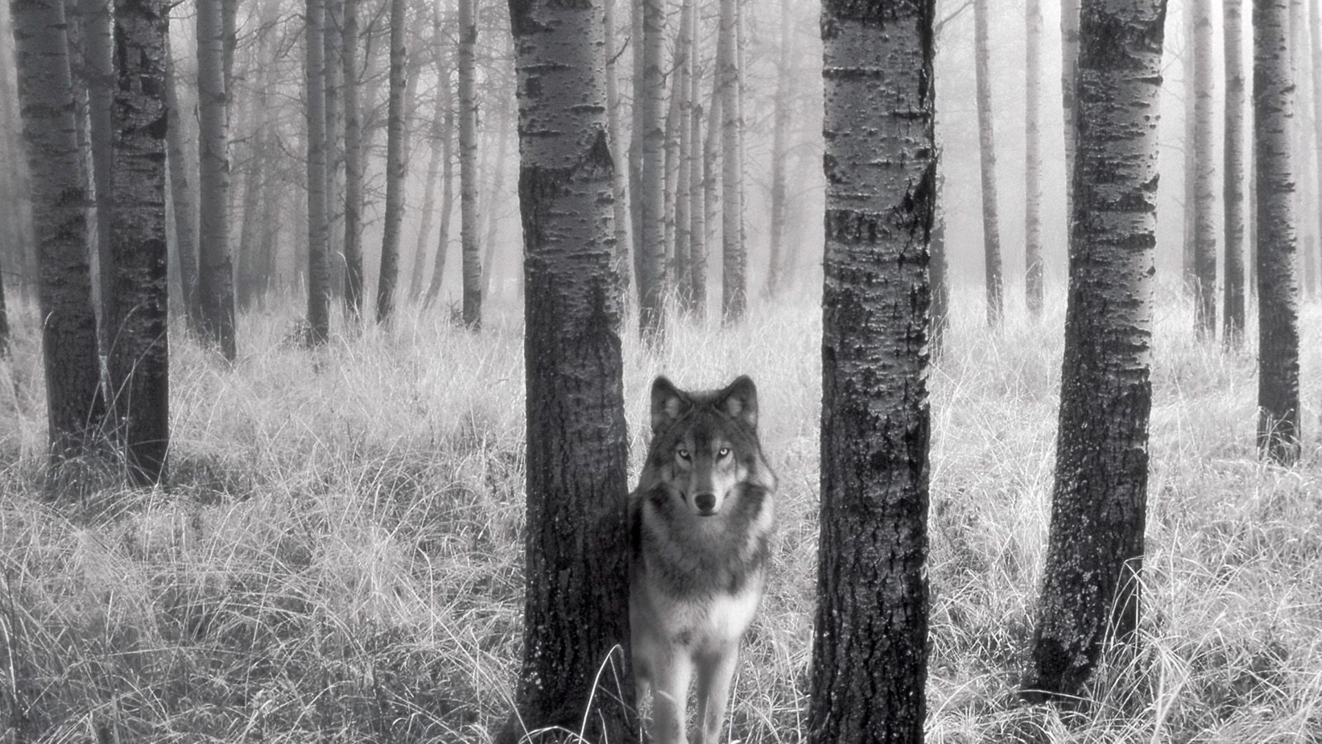 Волк в лесу обои