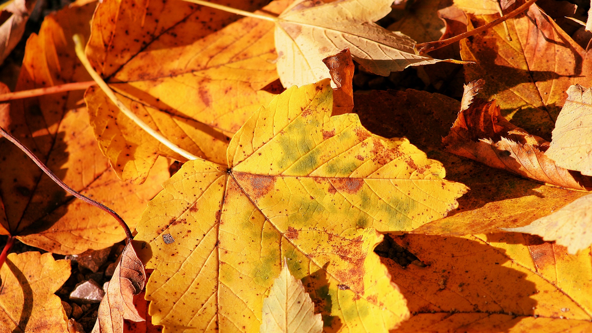 Осенние листья обои