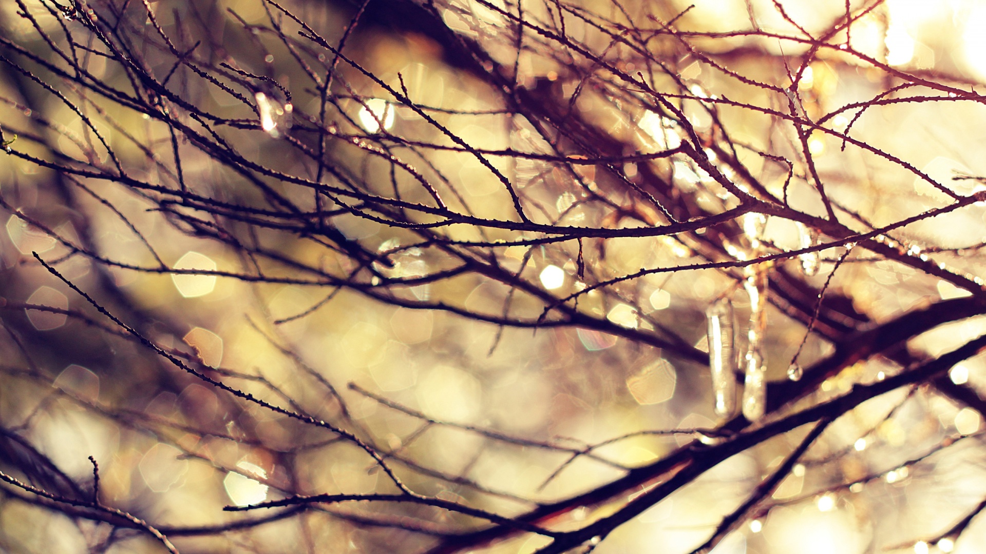 Мокрые ветви дерева обои