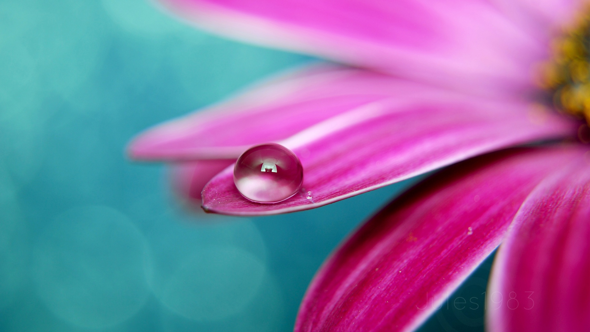 Капля на лепестке обои