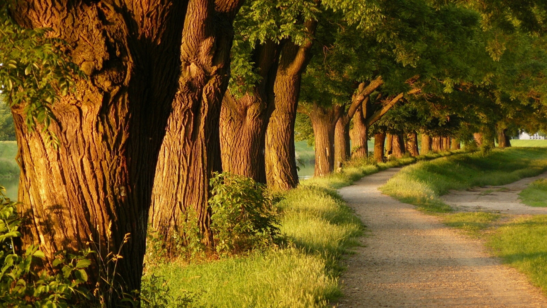 Аллея старых раскидистых деревьев обои
