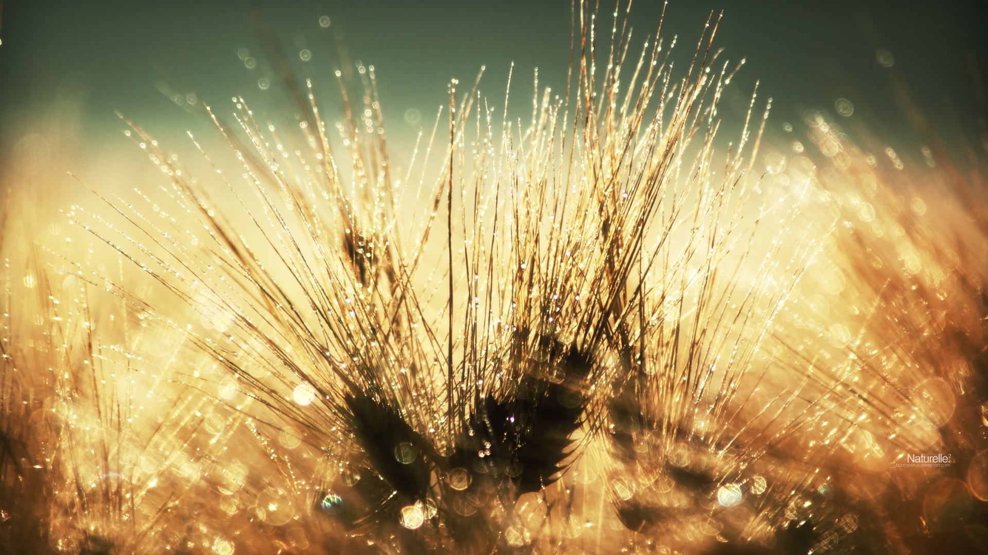 Трава на солнце обои