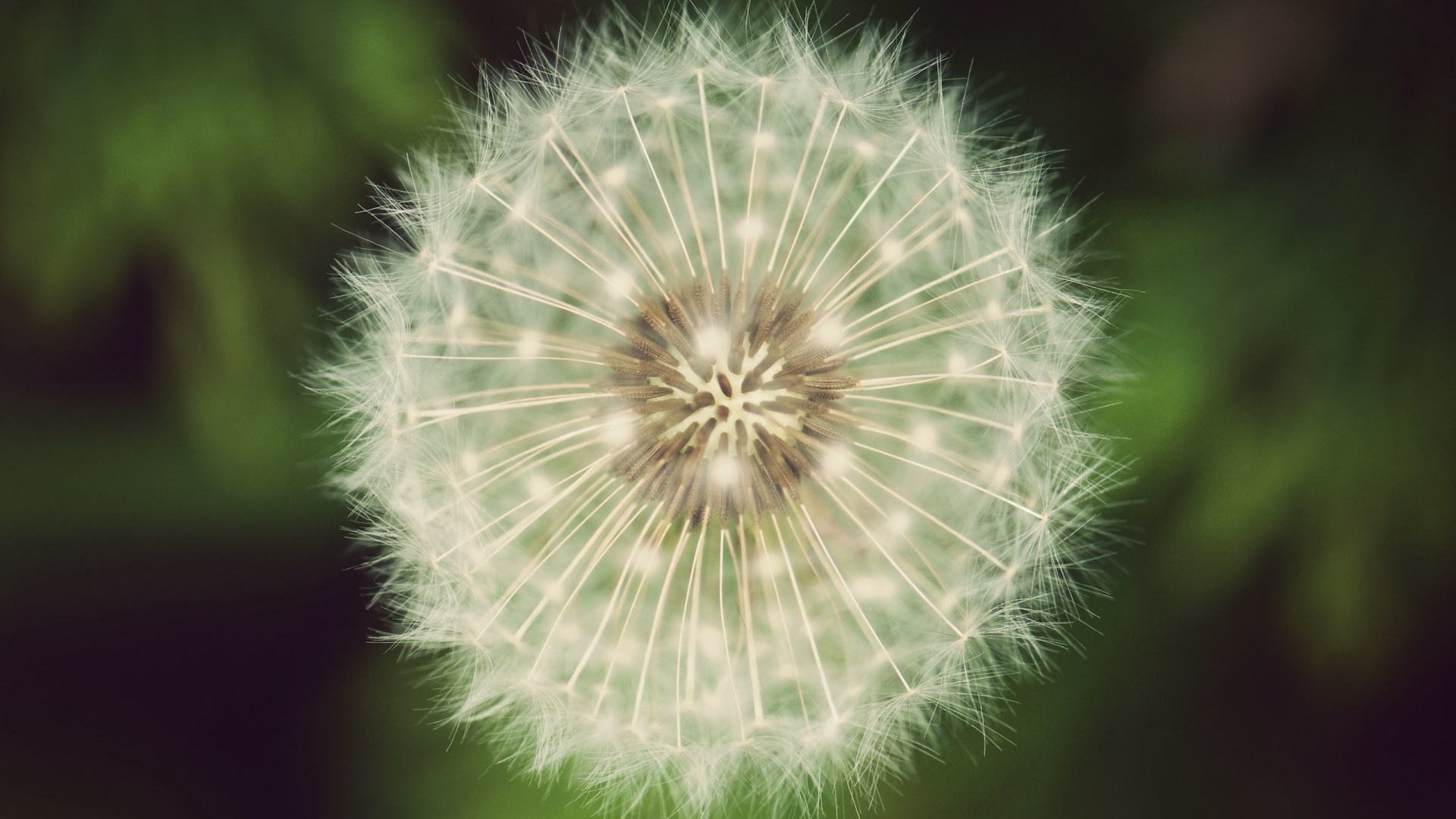 Макро фотография одуванчика обои
