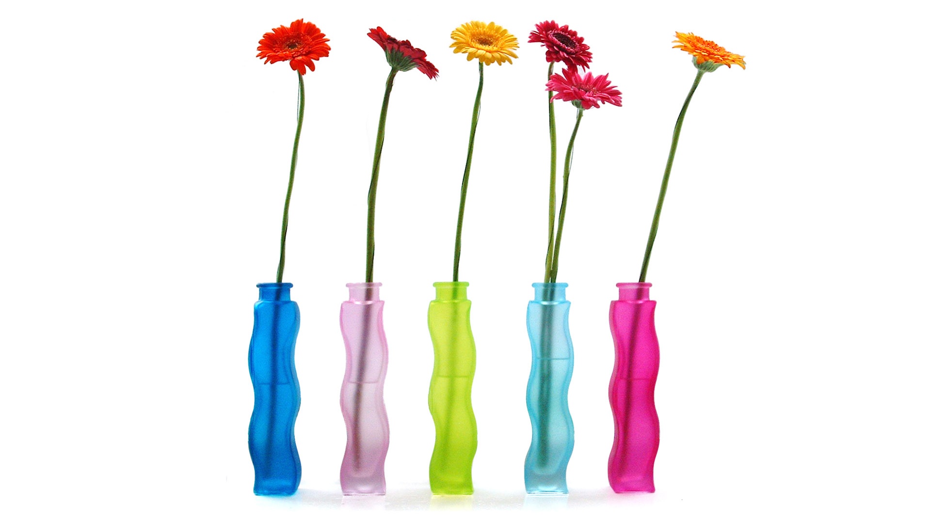 Герберы в изогнутых вазах обои