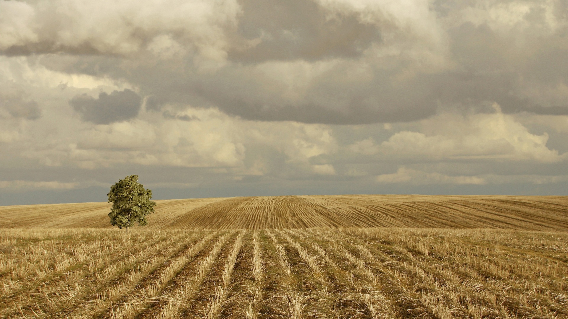 Дерево в поле обои
