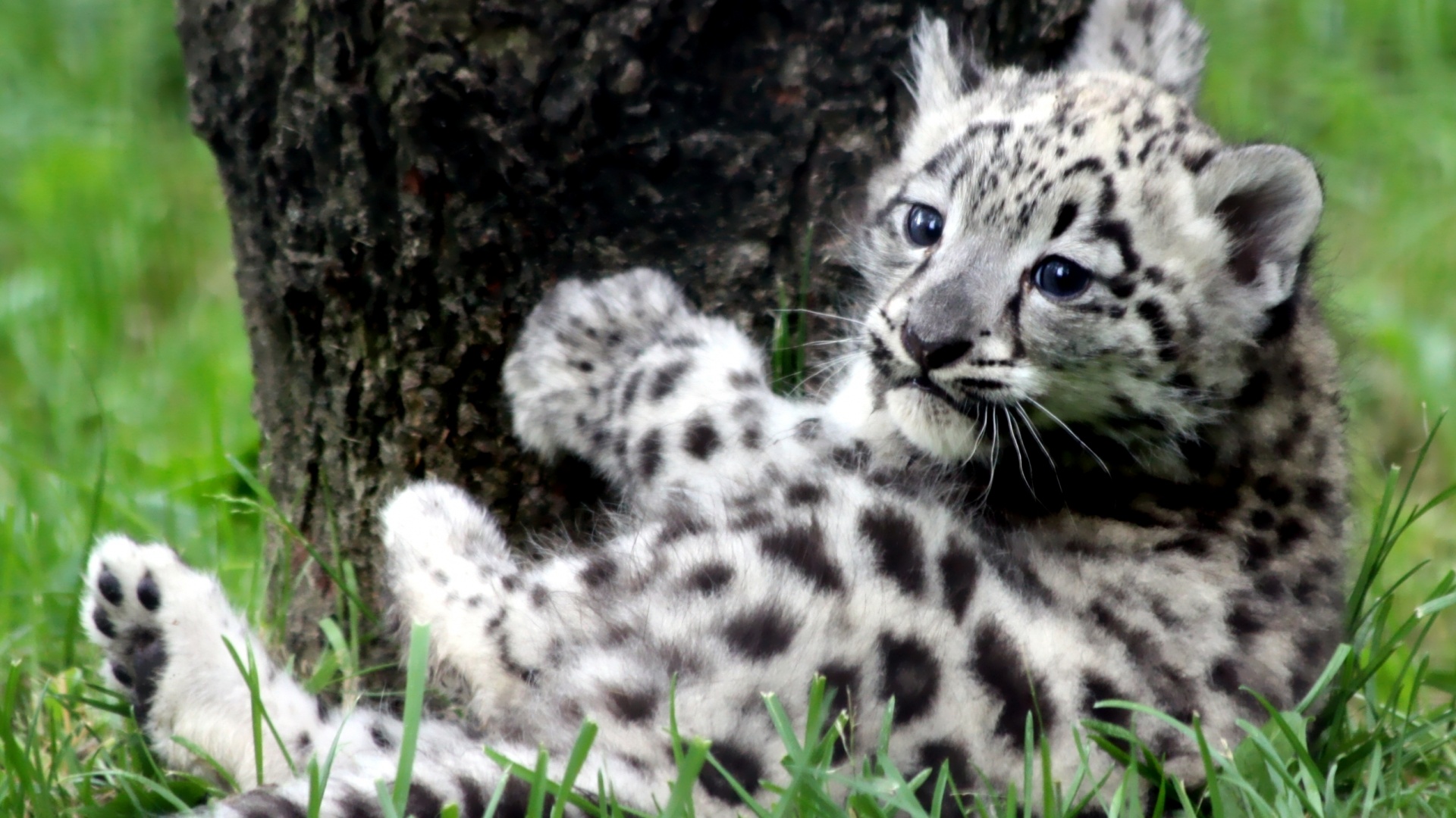 Котенок большой дикой кошки обои