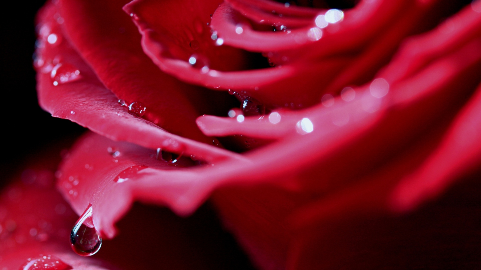 Капли на лепестках розы обои