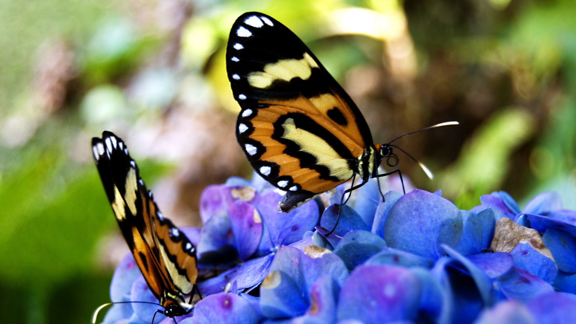 Две бабочки обои